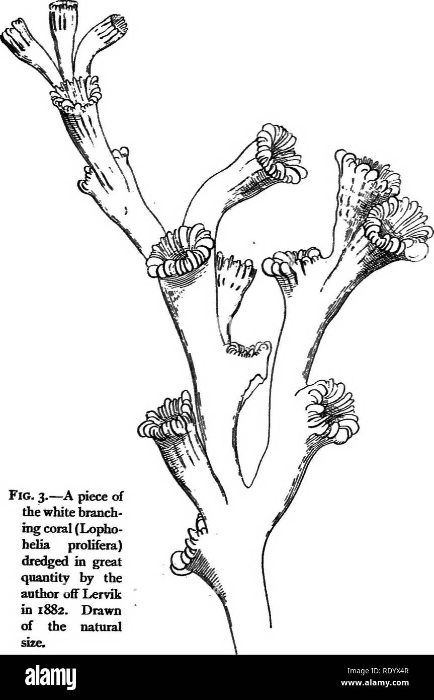 . Umleitungen von einem Naturwissenschaftler. Natural History. Auf einem Norwegischen Fjord. Abb. 3.- Ein {nece des Weißen blanchieren - ing Coral (Lo^io-helia prolifera) ausgebaggert in großer qnantity vom anthoT aus Lervik 1882. Gezeichnet von den natürlichen. Bitte beachten Sie, dass diese Bilder sind von der gescannten Seite Bilder, die digital für die Lesbarkeit verbessert haben mögen - Färbung und Aussehen dieser Abbildungen können nicht perfekt dem Original ähneln. extrahiert. Lankester, Edwin E. Ray (Ray), Sir, 1847-1929. New York: Macmillan Co. Stockfoto