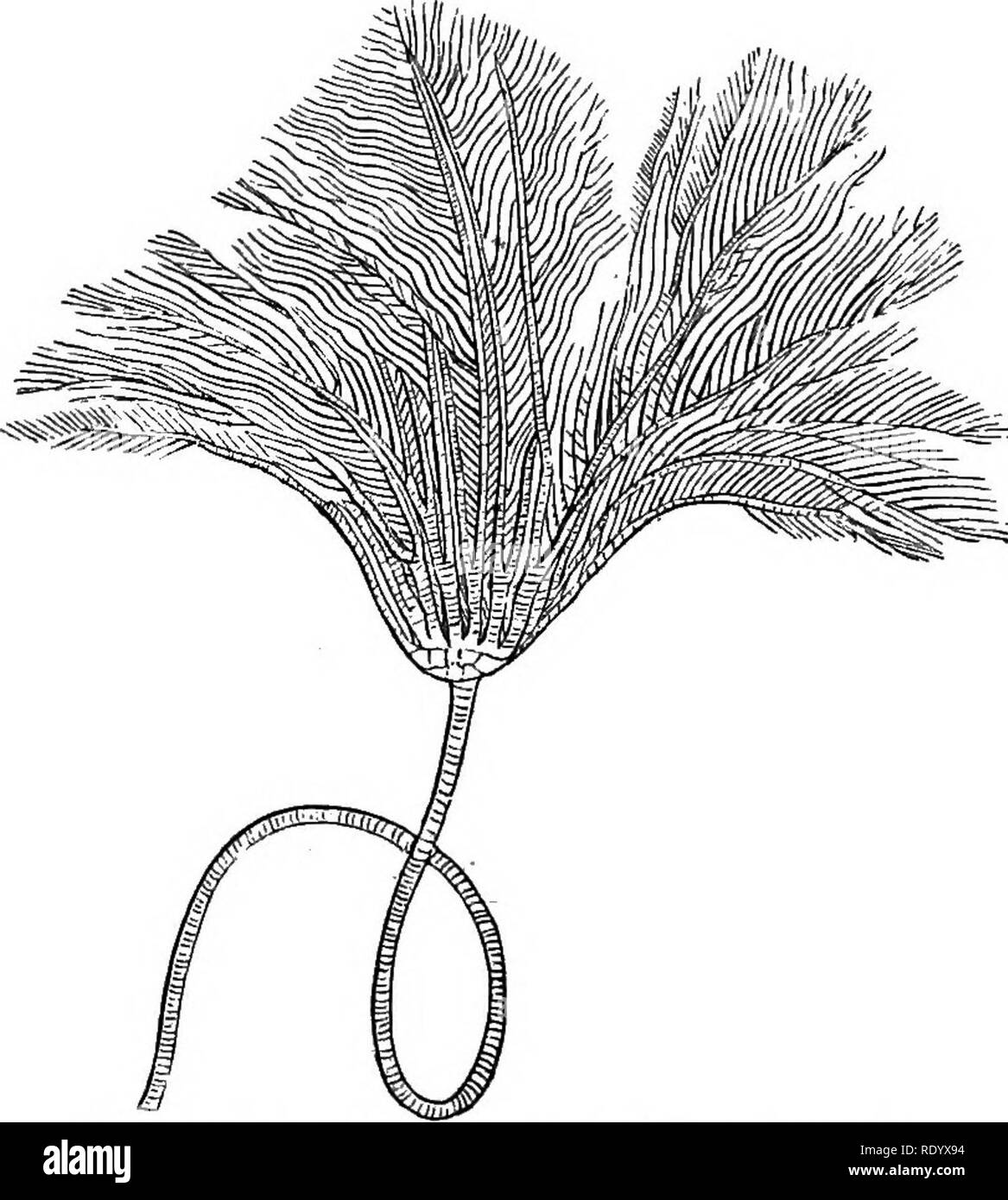 . Die Methoden der Studie in der Naturgeschichte. Tiere; Korallen; Embryologie. 218 HOMOLOGIEN. ponderance der ab-mündlichen Region bestimmt alle, die Besonderheit der Form unterscheidet sie von den anderen Echinodermsy während der mündlichen Region vergleichsweise unbedeutend ist. Die ab-mündlichen Region in der Crinoid erhebt sich eine Art Schale zu bilden oder Kelch - wie Projektion. Die Platten bilden, die in der oder den Sea-Urchin Star-Fish beweglich sind, zusammen gelötet werden, sodass Pro werden. Crinoid mit Abzweigung Krone; mündliche nach oben gewandt. fectly unbeweglichen in der Crinoid. Diese scheinen - ing Kelch jetzt Prol. Stockfoto