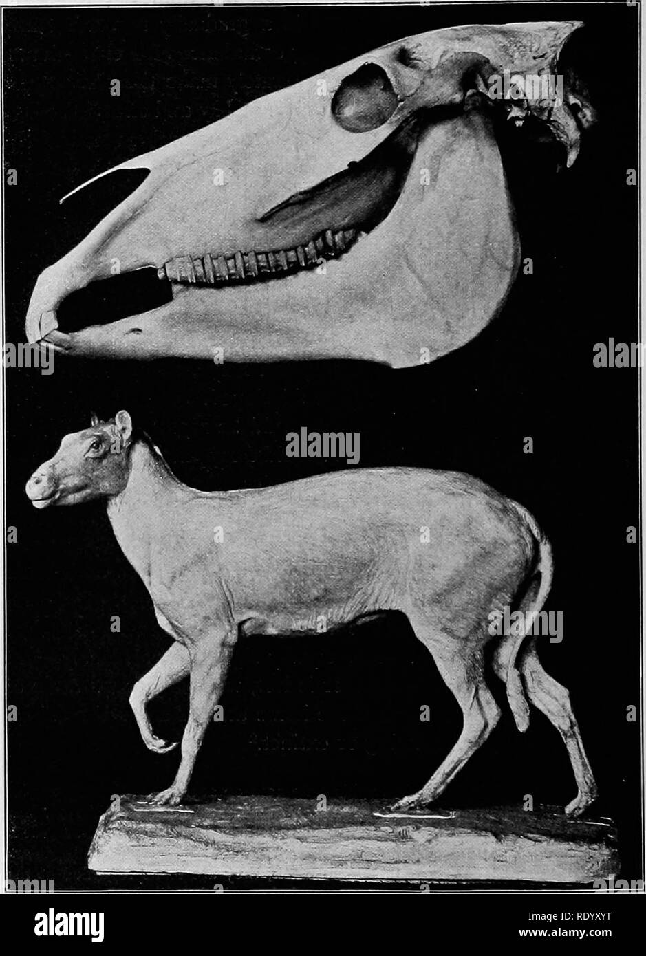 . Domestizierte Tiere und Pflanzen: eine kurze Abhandlung über den Ursprung und die Entwicklung der domestizierten Rassen, mit besonderem Bezug auf die Methoden zur Verbesserung. Zucht; Tiere; Pflanzen, kultiviert. Ich 'lchisLoric fünf-toed liorse wiederhergestellt und in der Größe mit dem Leiter der modernen Pferd verglichen. - Nach Osborn. Bitte beachten Sie, dass diese Bilder sind von der gescannten Seite Bilder, die digital für die Lesbarkeit verbessert haben mögen - Färbung und Aussehen dieser Abbildungen können nicht perfekt dem Original ähneln. extrahiert. Davenport, E. (Eugene), 1856-1941. Boston; New York: G Stockfoto
