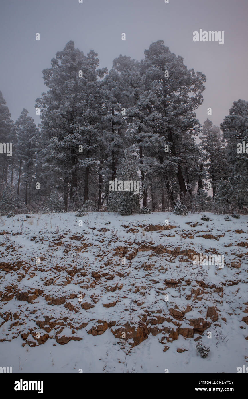 Eisnebel und Reif umgeben von Pinien in der Sacramento Mountains von New Mexiko in der Nähe von Sedona Stockfoto
