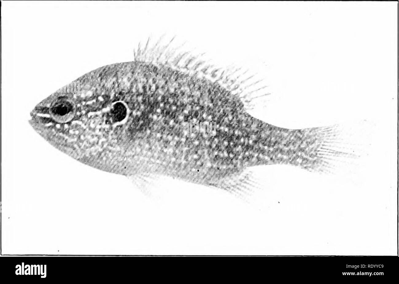 . Die Süßwasser-Aquarium und seine Bewohner; ein Leitfaden für die laienhafte Aquarianer. Aquarien. Die Bewohner des Aquariums 151 die oberen zwei Drittel des Körpers werden Mot-tled mit unregelmäßigen Olive-braunen Flecken, dichten oben, aber abnehmende Dichte zum Bauch hin, wobei die letzteren völlig kostenlos. Die opercle auf einer oliv-braun Masse trägt. Abb. 73. Long-eared Snnfish, Lcpomis auritus, aus dem Süden. Zwei unterschiedliche Tankmittellinie auf ein helles Blau, das obere laufen und endend am Auge, die Untere auf die Nase. Der Bauch des männlichen Fisch ist Hell-orangefarbene, Chang-ing, während der Stockfoto