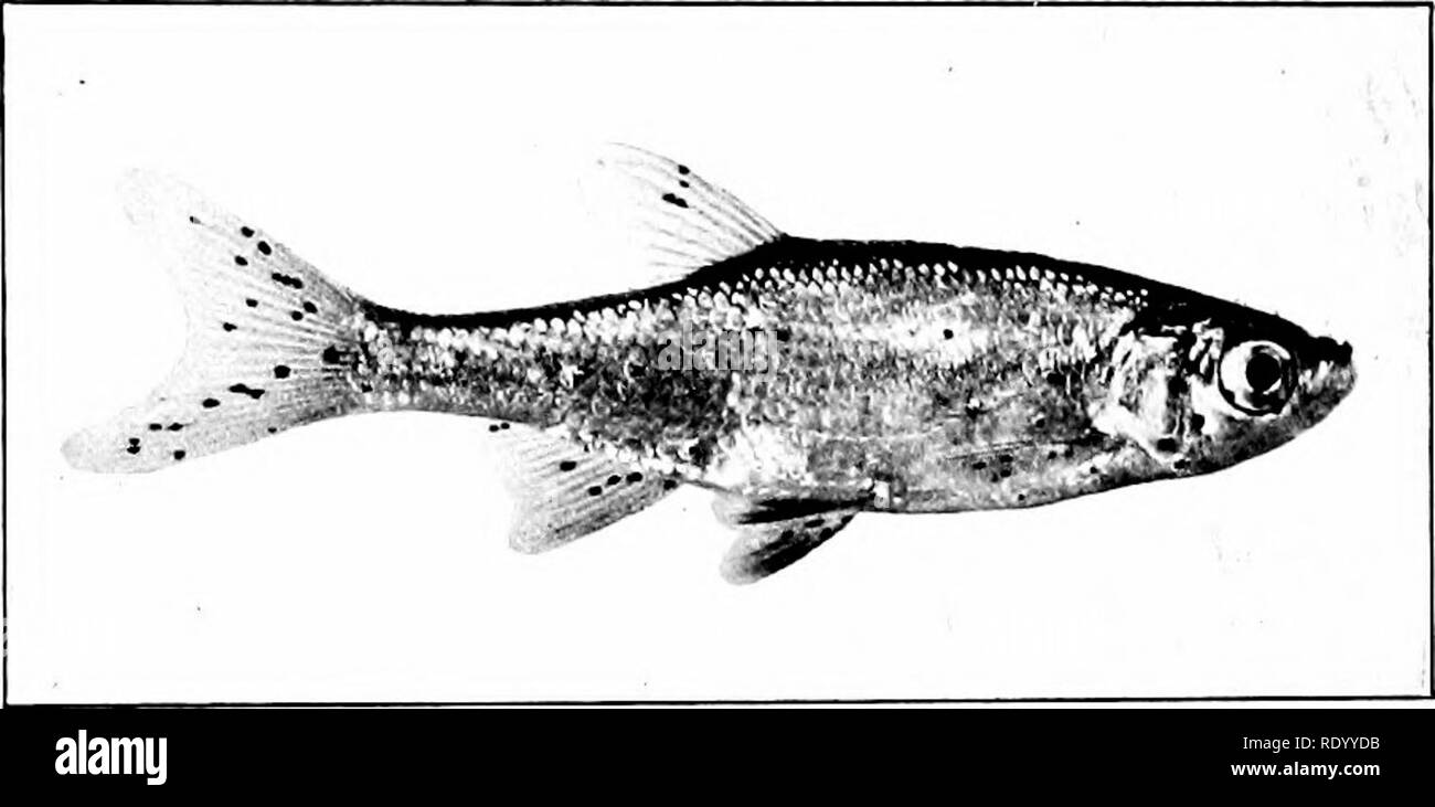 . Die Süßwasser-Aquarium und seine Bewohner; ein Leitfaden für die laienhafte Aquarianer. Aquarien. 132 Süßwasser Aquarium gut bekannt und sehr beliebt Shiner und hat die gleiche lange, schlanke Form, und anmutigen Bewegungen. Die gemeinsame Shiner (Notropis cornutlts) ist eine lebendige Fische attraktiver Form und der schnellen,. Abb. 62. Gemeinsame Shriner, Notropis' Dais. anmutigen Bewegungen.. Es ist in den meisten unserer östlichen Gewässern und gedeiht gut in Gefangenschaft. Die Farbe der Shiner ist Stahl blau auf der Rückseite, silbrig an den Seiten und Bauch, und schön alle über glänzend. Die opercle hat einen goldenen Glanz. Wenn pl Stockfoto