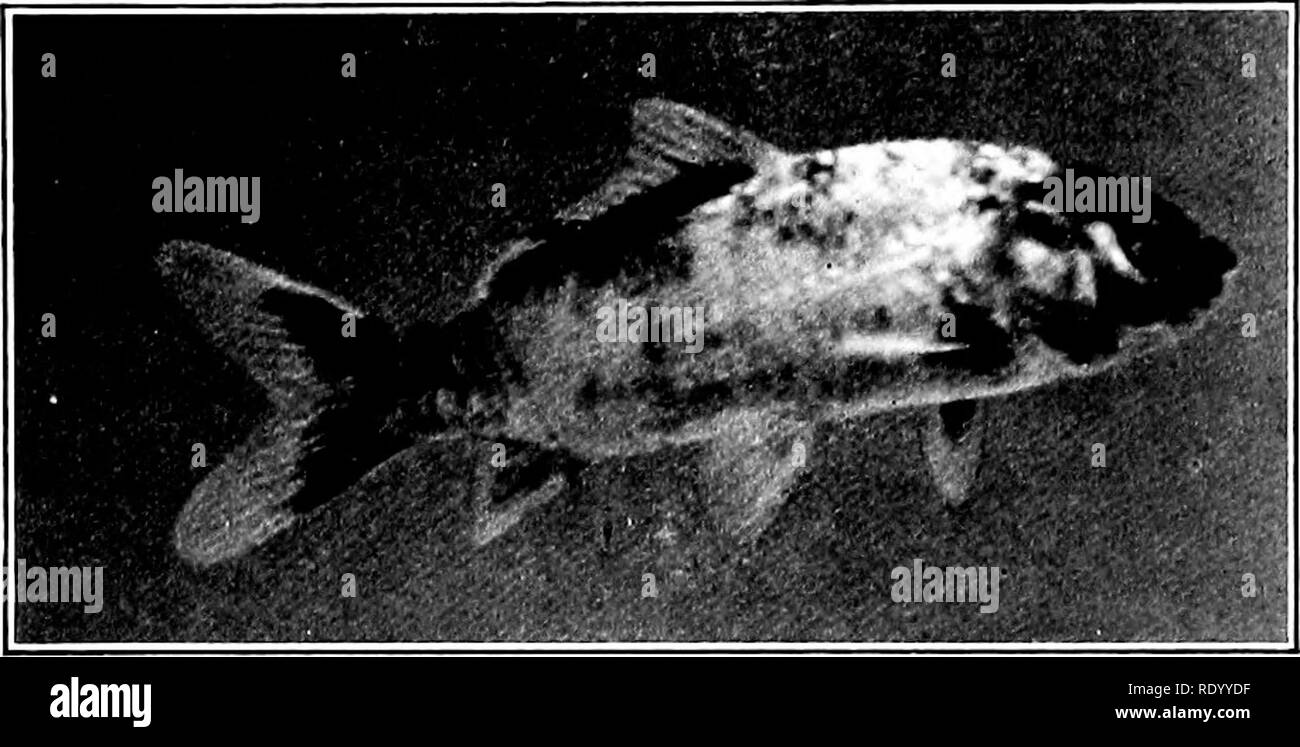 . Die Süßwasser-Aquarium und seine Bewohner; ein Leitfaden für die laienhafte Aquarianer. Aquarien. 130 Süßwasser Aquarium die Blaue Karpfen und das Feuer Karpfen sind neuere Einführungen, aus China, und sind weder im allgemeinen bekannt noch einfach zu beschaffen. Die Hi-ri oder Feuer Karpfen (Cyprinns auratus) ist ein ruhiger, friedlicher Fisch, der guten dauerhaften. Abb. 60. Hi-ri oder Feuer Karpfen Cyprinus auratus. Qualitäten im Aquarium. Die Farben sind hell goldgelb, ein silbriges Weiß und ein samtig schwarz. Während die silberne Farbe immer in den unteren Teilen der Fische verbreitet wird, die beiden anderen Farben Blend Stockfoto