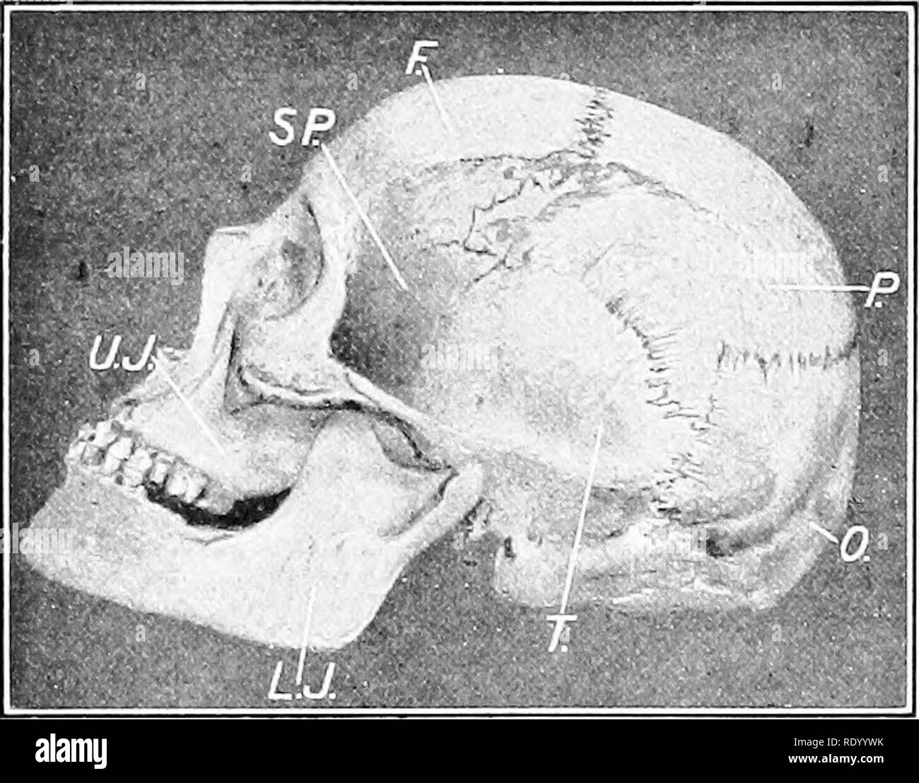 . Grundlagen der Biologie in Probleme. Biologie. 328 Mann, ein