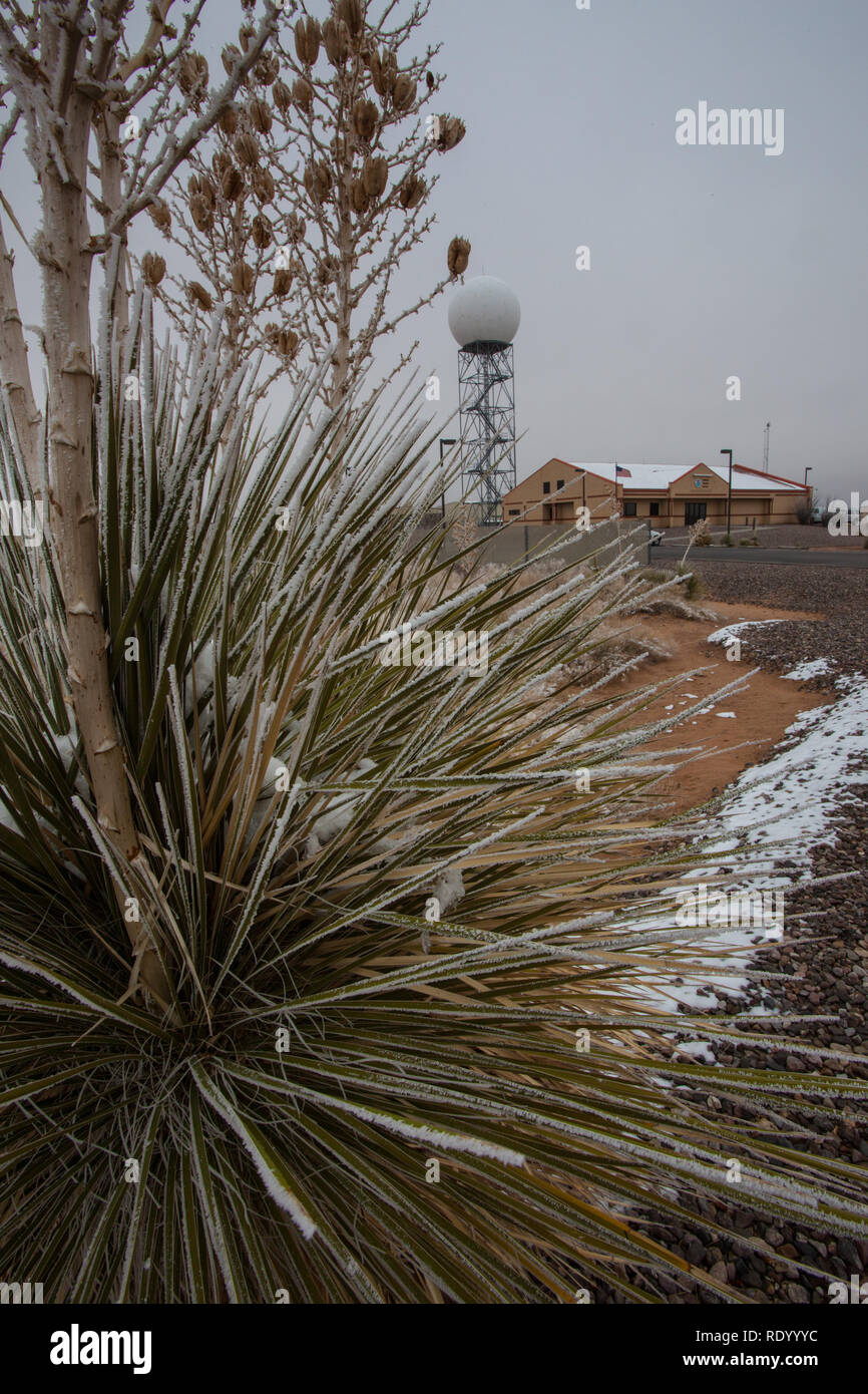 Schnee und Frost um eine Yucca Pflanze im El Paso, National Weather Service Büro- und Radar-Website Stockfoto