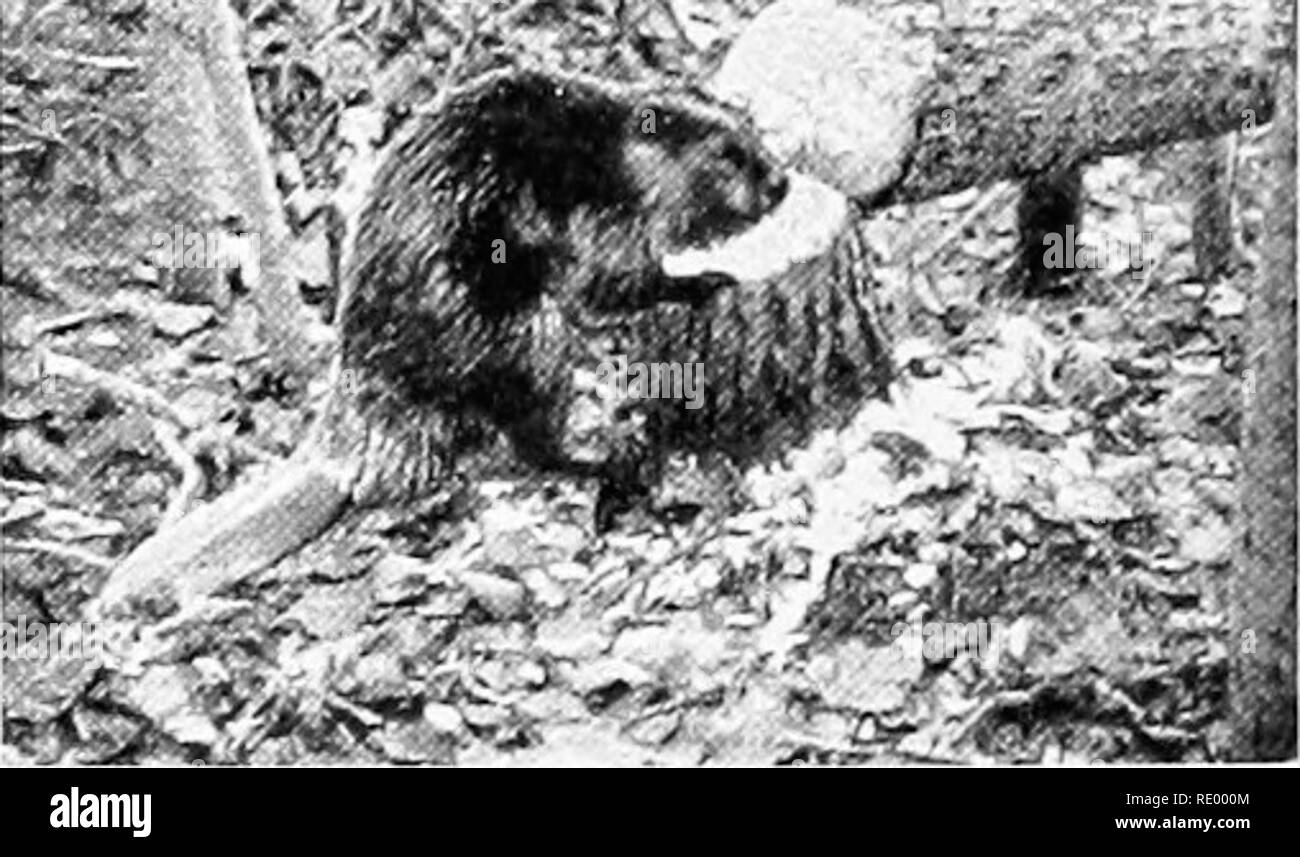 . Grundlagen der Biologie in Probleme. Biologie. Schädel eines Stachelschwein, ein Nagetier. Beachten Sie die große Überschneidung Schneidezähne. Sie mit den Zähnen eines Hundes vergleichen (siehe Seite 313). Rand, weil der hintere Teil der Zähne weicher ist und schneller abnutzt. Der Hund oder Hund Zähne fehlen. Wir sind alle mit der destruktiven nagen Qualitäten von eine der häufigsten aller Ro-Ro-Dellen, die Ratte vertraut. Die gemeinsame braune Ratte ist ein Beispiel für ein Säugetier, schädlich für die zivilisierten Menschen, die fol-hat-in seinen Spuren auf der ganzen Welt folgten. Ab China, breitete sich auf Osteuropa, von dannen Stockfoto