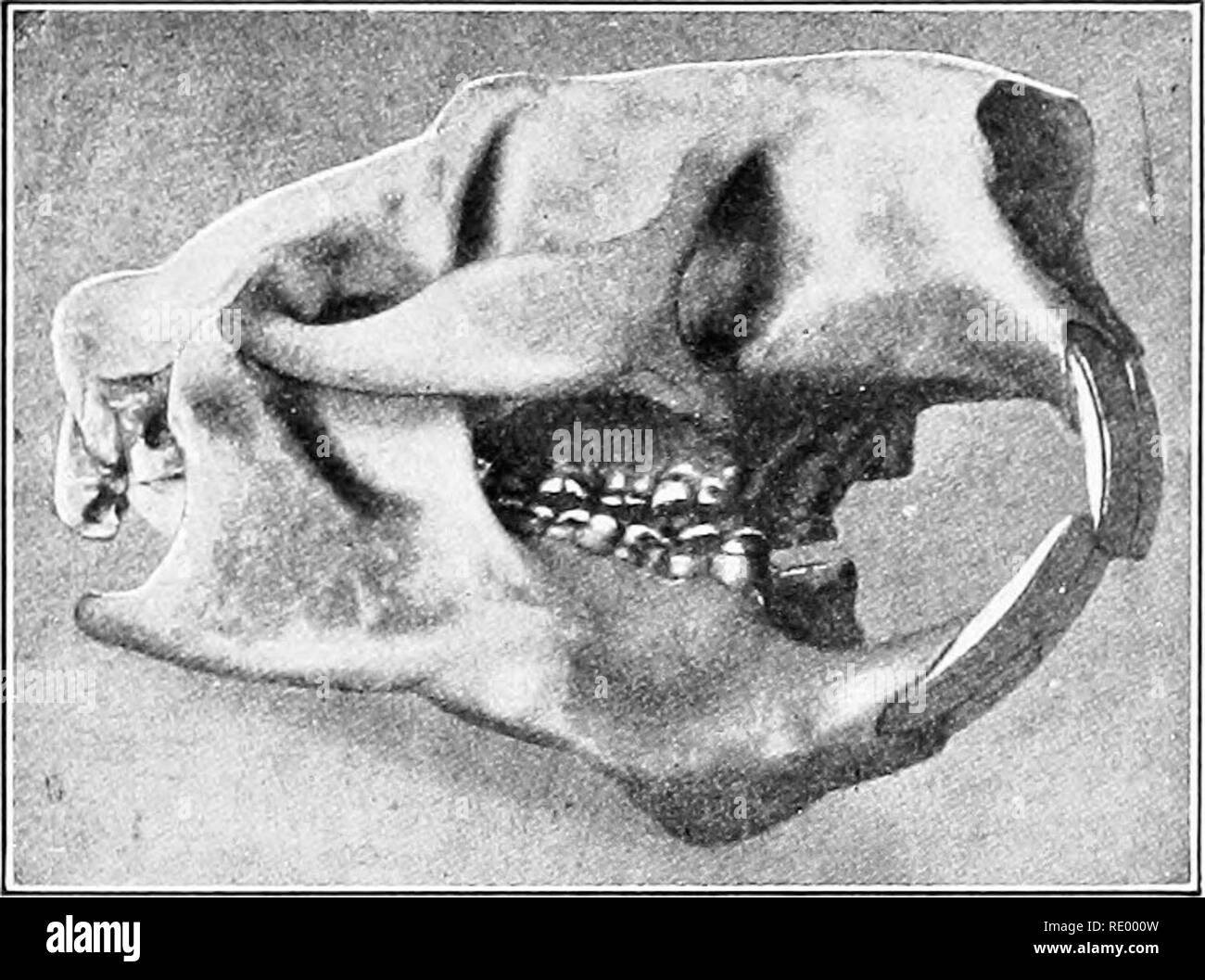. Grundlagen der Biologie in Probleme. Biologie. 314 DIE WIRBELTIERE. Schädel eines Stachelschwein, ein Nagetier. Beachten Sie die große Überschneidung Schneidezähne. Sie mit den Zähnen eines Hundes vergleichen (siehe Seite 313). Rand, weil der hintere Teil der Zähne weicher ist und schneller abnutzt. Der Hund oder Hund Zähne fehlen. Wir sind alle mit der destruktiven nagen Qualitäten von eine der häufigsten aller Ro-Ro-Dellen, die Ratte vertraut. Die gemeinsame braune Ratte ist ein Beispiel für ein Säugetier, schädlich für die zivilisierten Menschen, die fol-hat-in seinen Spuren auf der ganzen Welt folgten. Ab China, Es sprea Stockfoto