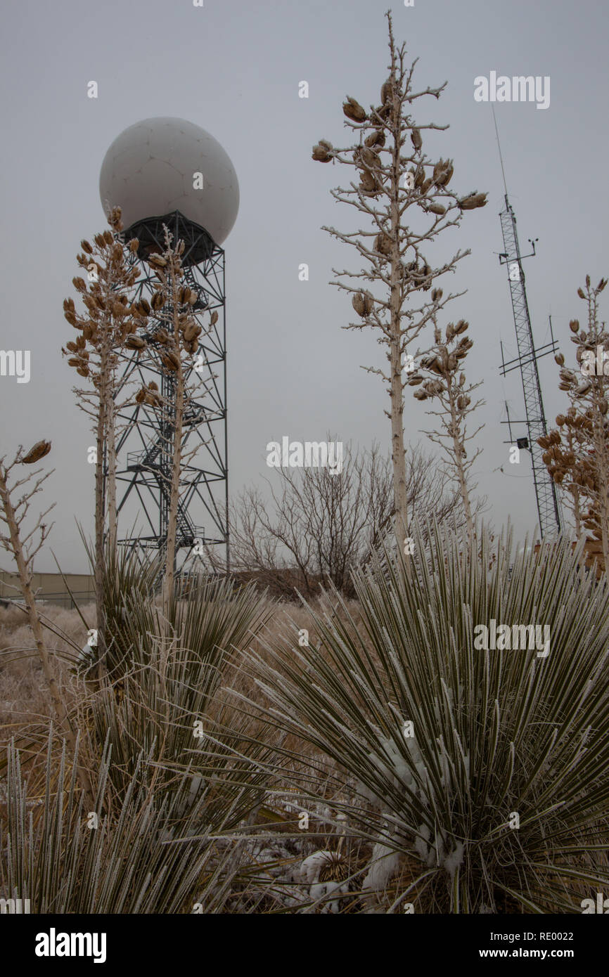 Schnee und Frost um eine Yucca Pflanze und ein Wetterradar einige im El Paso, National Weather Service Büro Stockfoto