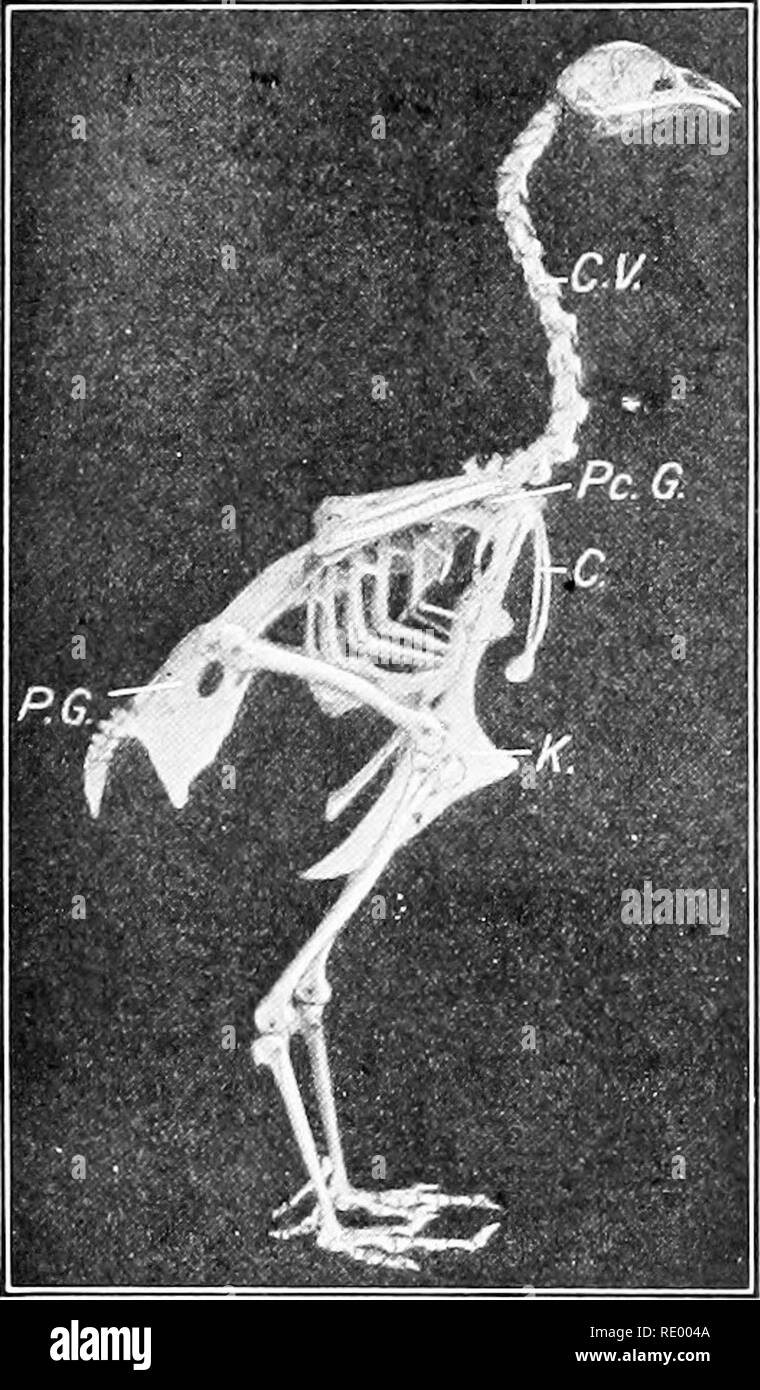 . Grundlagen der Biologie in Probleme. Biologie. 300 DIE WIRBELTIERE zwei hinter. Falken und Adler sind mit starken Krallen, mit denen die Beute beschlagnahmt und getötet. Anpassung für semiaquatic Leben ist in der regenpfeifer, Reiher oder Störche, wo lange Beine und langen Zehen ermöglichen die Vögel ihre Nahrung in weichen Schlamm zwischen Schilf und Seerosen zu suchen, oder entlang der Sand Wohnungen gesehen. Wahre Wasservögel, auf der anderen Seite, sind mit Schwimmhäuten zwischen den Zehen. Der Fuß des Gemeinsamen barnyard Ente, zum Beispiel, ist ähnlich wie die der Alligator. In den Strauß und cassowary sind die Flügel nicht fliegen verwendet Stockfoto