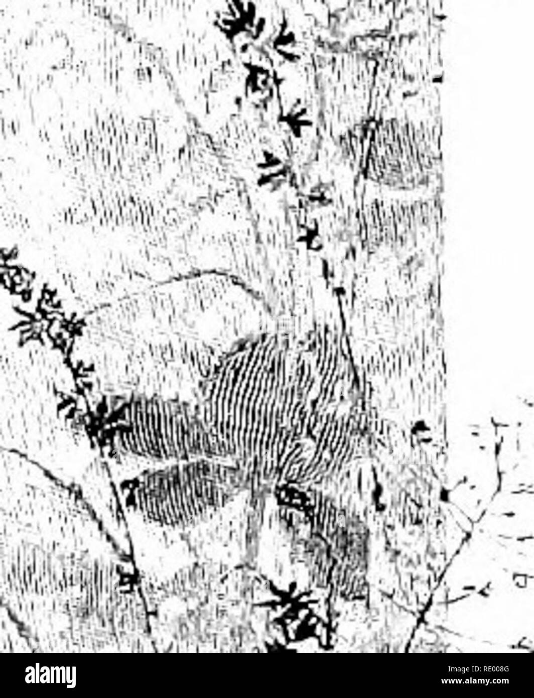 . Pastorale Tage; oder, Erinnerungen an ein neues England Jahr. Natural History. T "'#*S â â t*j-;.,. Streams, würzige, Olivenhaine,'.- 3/.'/Kiefer und Fichte, bewaldeten Hängen und felsigen enge Täler und Wiesen reiche mit der Summe - * k>.me r Bloom, wo Leerlauf %,.,-* Ich^* k,/Schmetterlinge huschte träge lp auf dem Flügel; wo Mead-. ow Lilien nickte in Bülow-'Â £ ing Feldern, und die Gänseblümchen und Rotklee über unsere § 1 Knie halb in feath aussortiert - 2 ery Purpur Gräser, die Ihre bewölkt Verbreitung winkte. Bitte beachten Sie, dass diese Bilder aus gescannten Seite Bilder, die digital für readab gesteigert wurden extrahiert werden Stockfoto