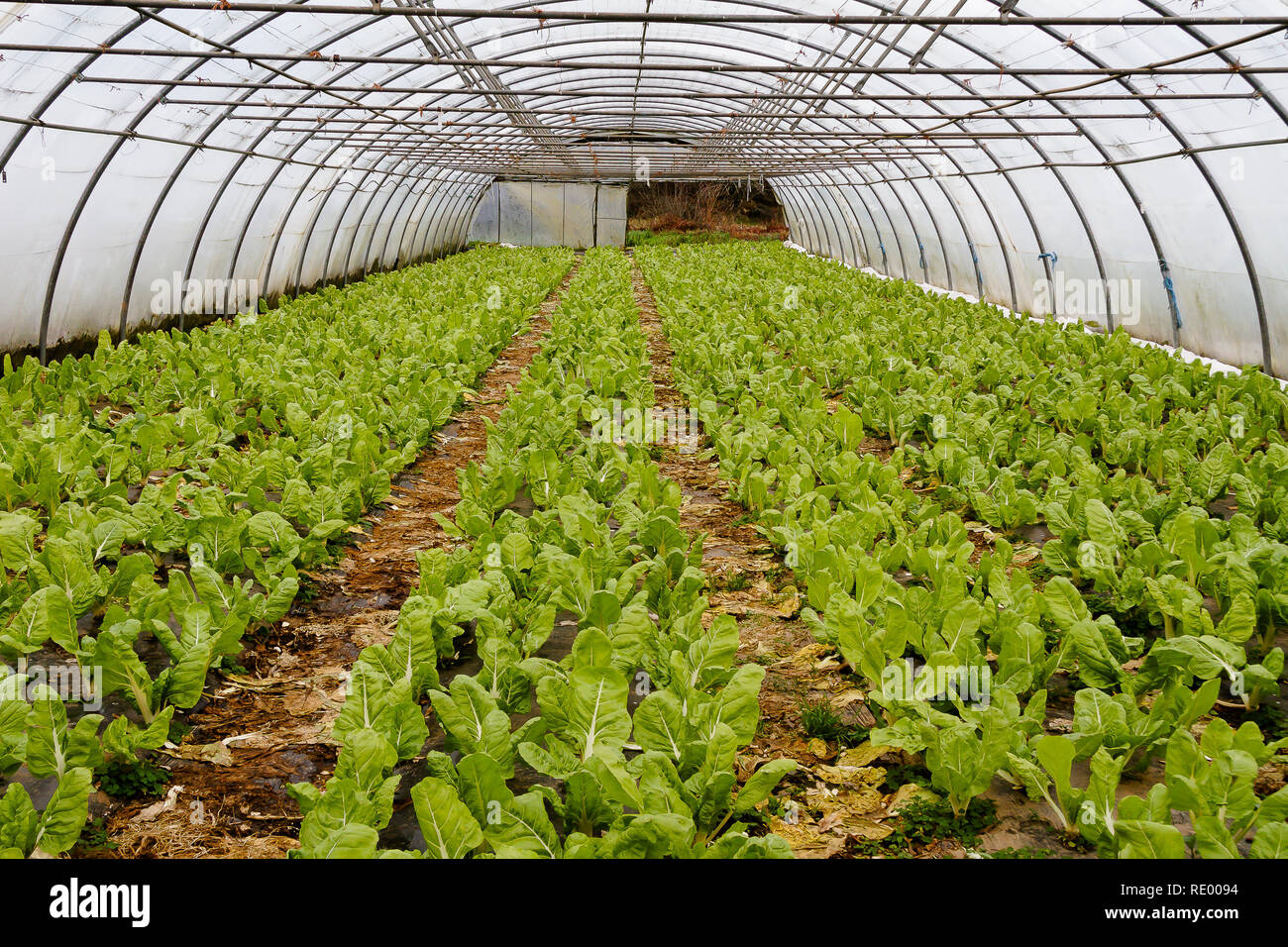 Invernaderos invernaderos invernaderos invernaderos Fotos und