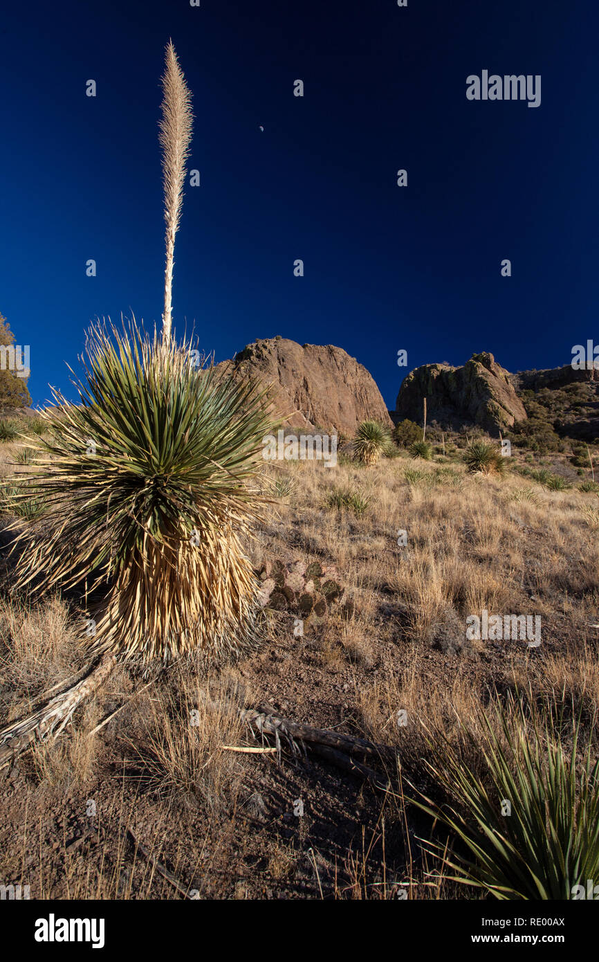 Eine halbe Mond sitzt in tief blauen Himmel über einem Yucca in Cherry Creek Canyon, Teil der Orgel Berge Wüste Peaks National Monument in der Nähe von Las Cruces, New Mexico Stockfoto