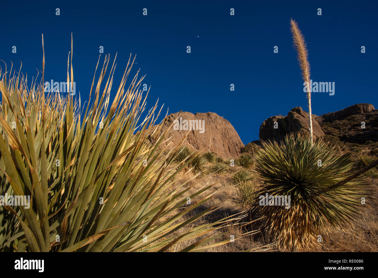 Eine halbe Mond sitzt in tief blauen Himmel über einem Yucca in Cherry Creek Canyon, Teil der Orgel Berge Wüste Peaks National Monument in der Nähe von Las Cruces, New Mexico Stockfoto