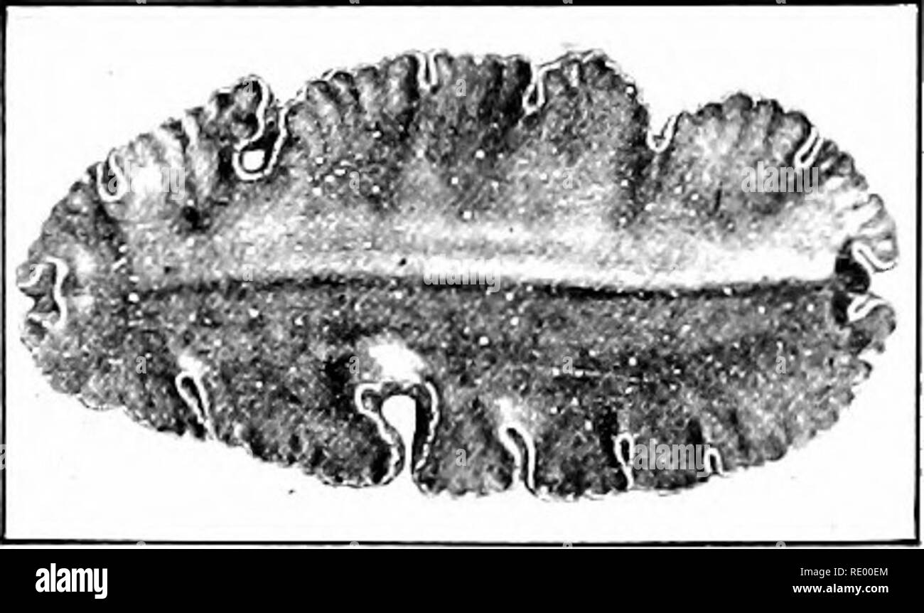 . Grundlagen der Biologie in Probleme. Biologie. 216 die Würmer die Sandwonn. - Andere segmentierten Würmer sind, einige von uns kennen. Die sandworm, für Köder entlang der östlichen Küste eingesetzt wird, ist eine segmentierte Wurm, zwischen Gezeitenmarkierungen in sandigen Gemeinden hves. Es ist klar segmentiert, jedes Segment Lager ein paar Stütz-bewegungs-Organe genannt parapodia (Bedeutung Seite Füße). Ein Teil Jedes parapodium ist in eine dreieckige giU verlängert. Das Tier hat einen klaren Kopf, die mit Tentakeln, palps, und Auge Flecken. Den Mund hat ein paar harte Backen, Ragte sein kann. Auf diese Weise werden die Ani Stockfoto