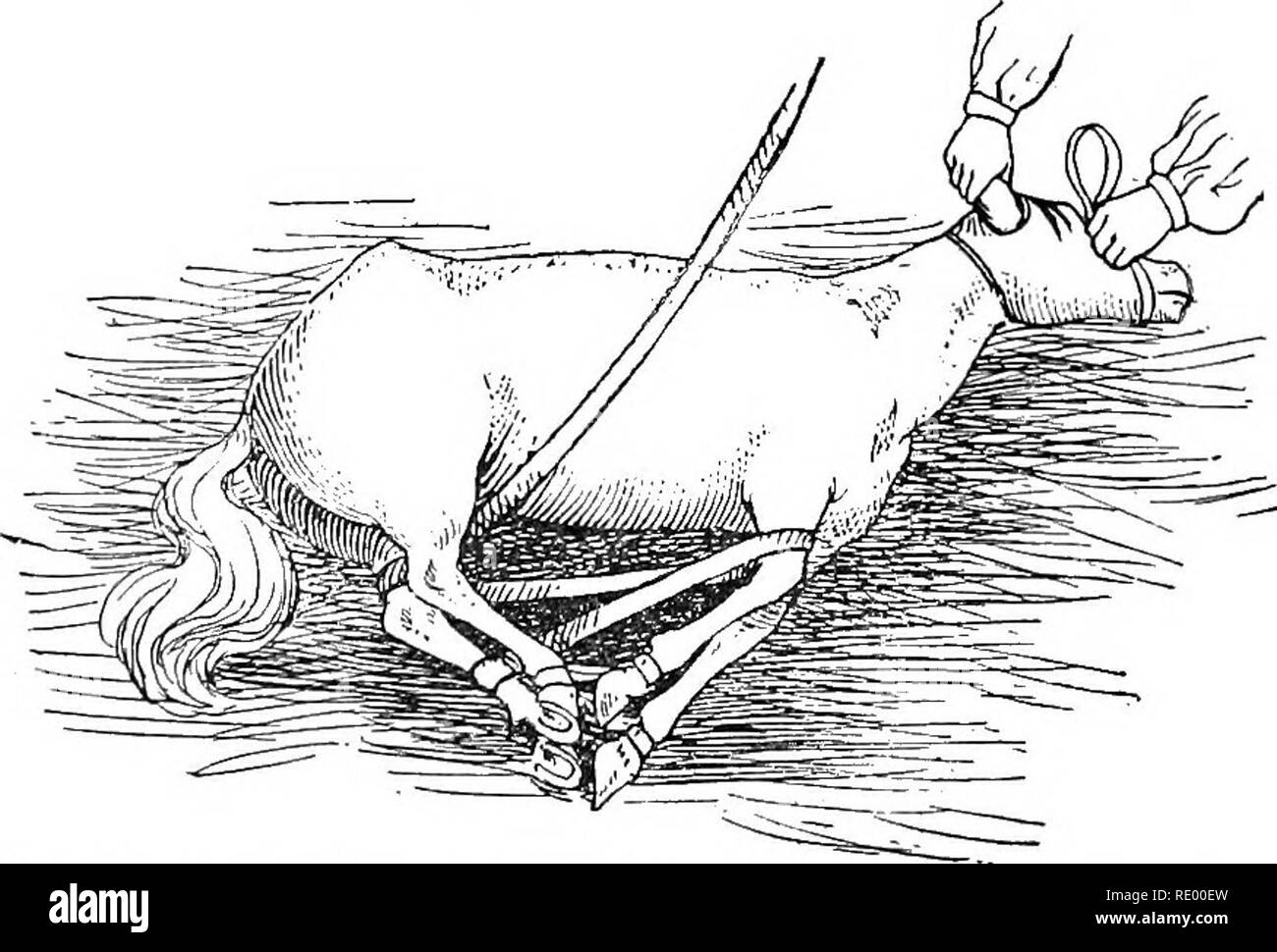 . Handbuch der operativen Tierarztes. Tierarztes. Fia. 29.^4 tli Position. Sichern unter Vorderteil auf oberen Hinterbein. vorwärts unter den Unterarm des in der Nähe der vorderen Bein, zwischen die Beine und zurück an den Assistenten auf dem Rücken des Tieres. In dieser Aktion wird es wieder einen Hebel der ersten Art, mit der drehpunkte über dem Sprunggelenk, den Widerstand an den unteren Teil des in der Nähe der vorderen Bein und die bewegende Kraft am Unterarm. Das Bein ist von seiner tiefen Position zu einer oberflächlichen Eine gezeichnet, und mit einer Abbildung 8 in der Mitte des In der Nähe der Hinterbeine Cannon gesichert, und nicht über dem Sprunggelenk, aus Gründen, die Stockfoto