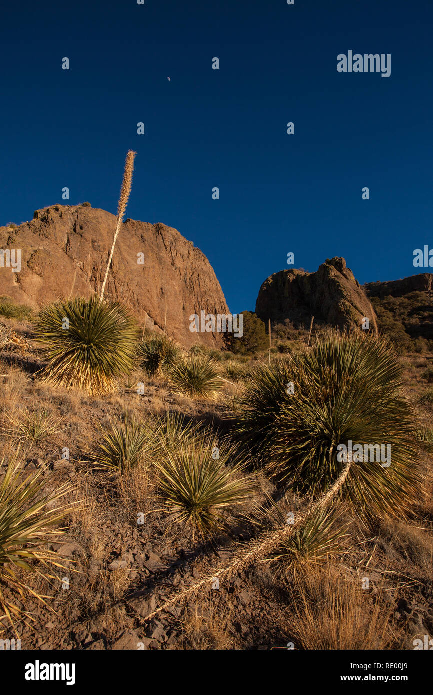 Eine halbe Mond sitzt in tief blauen Himmel über einem Yucca in Cherry Creek Canyon, Teil der Orgel Berge Wüste Peaks National Monument in der Nähe von Las Cruces, New Mexico Stockfoto