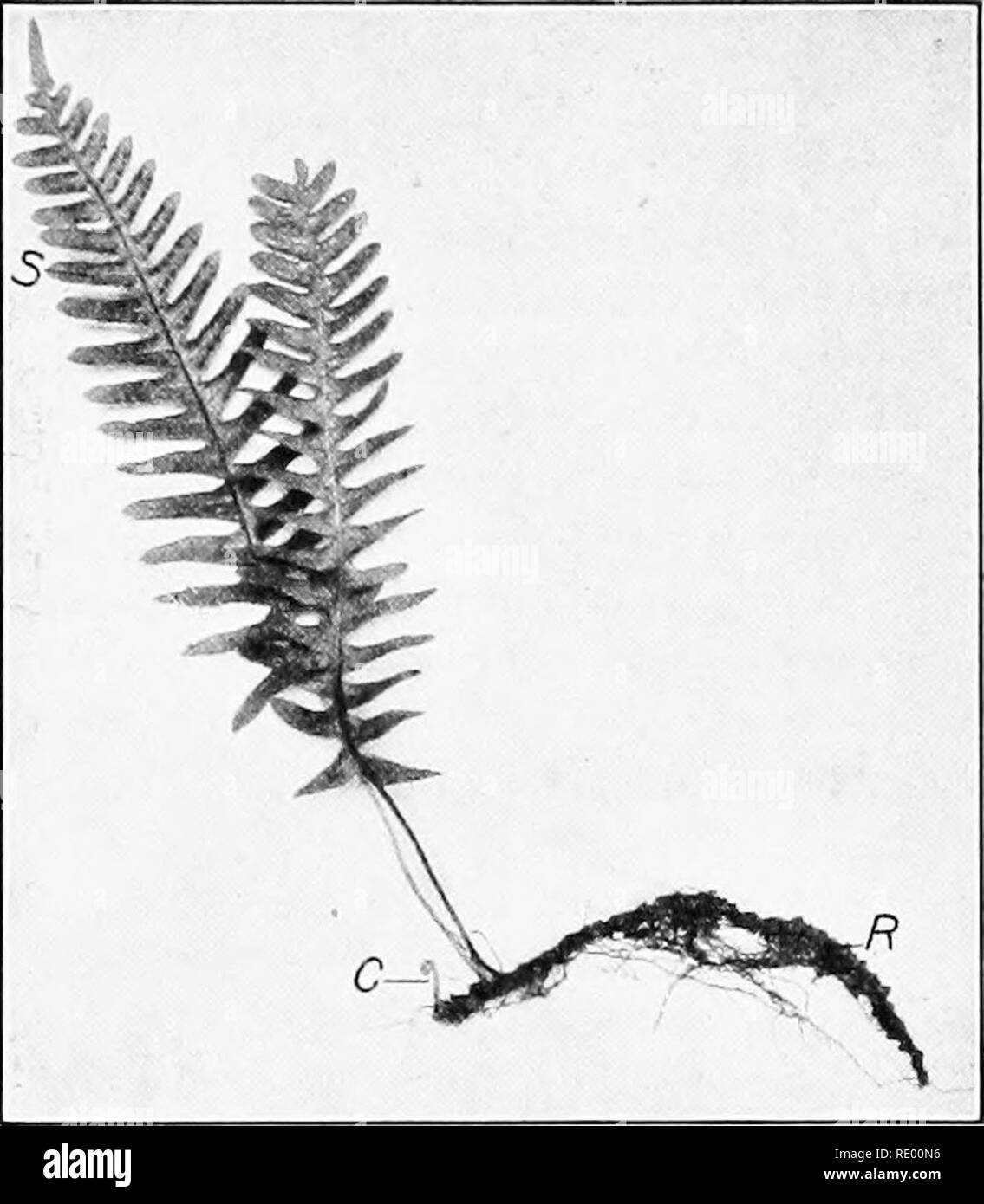 . Grundlagen der Biologie in Probleme. Biologie. 154 DIE VERSCHIEDENEN FORMEN DER PFLANZEN. Eine gemeinsame Farn ist der polypody {Poly-Podium vulgare) wird der Lebensraum für die feuchten Wälder und felsige Täler. Diese Farne sind schwer zu pro-cm' e gesamte, da sie über einen unterirdischen Stamm, aus dem in regelmäßigen Abständen die Blätter oder Wedel entstehen. Die außenohren leailets oder zu bestimmten Jahreszeiten zeigen eine Reihe von kleine braune Punkte auf der unter der Oberfläche. Diese Strukturen, die sogenannten Col-lectively der Sari (Singular sorus), werden mit einer Reihe von winzigen Sporen Fällen gemacht. Diese spore Fällen oder sporan-giai halten Sie die asexuellen Pilzsporen. Diese s Stockfoto