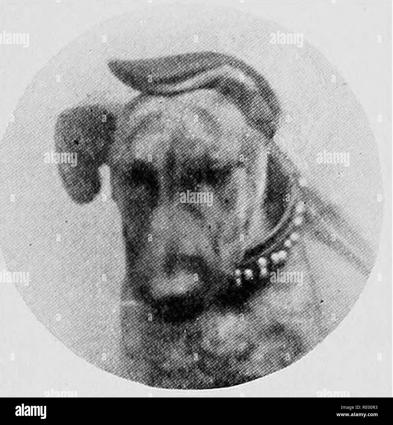 Chirurgische Erkrankungen Von Hund Und Katze Mit Kapiteln