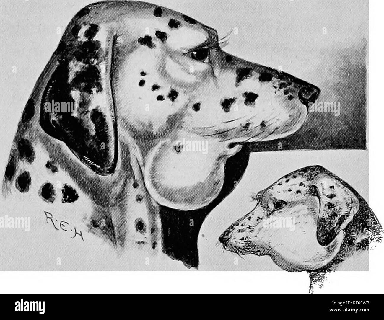 . Chirurgische Erkrankungen von Hund und Katze, mit Kapiteln über Anästhesie und Geburtshilfe (zweite Ausgabe von "Hunde und Katzen Chirurgie"). Hunde; Katzen. 62 HUNDE UND KATZEN CHIRURGIE der Evakuierung der Inhalt. Ein Direktor, zwischen der Haut und der Zyste heult, ist der größte Dienst, in diesen Fällen zu aktivieren, um den Bediener zu vermeiden Rührung die Zyste selbst, und damit sie intakt zu entfernen. In einigen Fällen jedoch, die Inhalte.. Abb. 38.- Dalmatiner mit Zyste im Submaxillary Raum. Die Abbildung auf der rechten Seite ist ein Abszeß im Gesicht und Backe für Vergleich. oder einen Teil von ihnen, müssen zunächst auf e erlaubt. Stockfoto