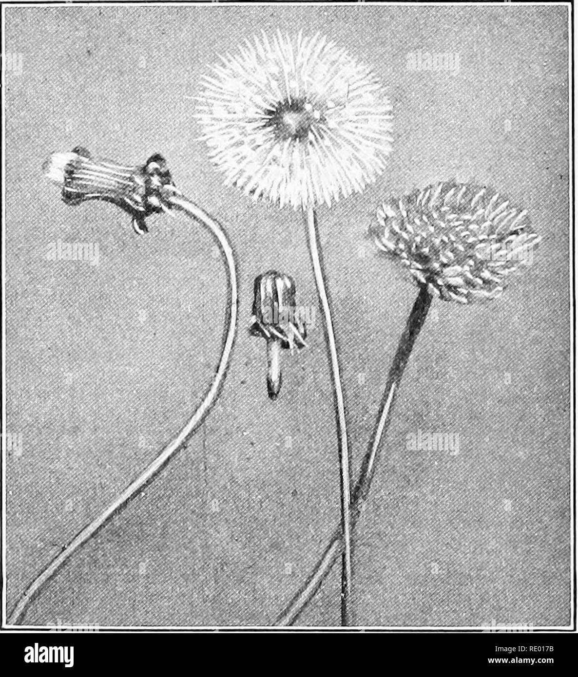 . Grundlagen der Biologie in Probleme. Biologie. Einige unserer schlimmsten Unkraut auf diese Weise. Die Klette und famihar clotbur sind Beispiele. Sowohl in der Masse der httle Haken ist alles, re-Netz einer Hülle. Damit die ganze Frucht Cluster kann erfolgen über und Samen verstreut werden. In vielen der Com-posites, wie in der cockleburs und Beg-gar-Zecken, die Früchte mit stark gekrümmten Projektionen, die Die coekiebur tragen zur Verfügung gestellt werden. Hinweis Die gekrümmten viele kleinere hooklike Widerhaken. ^°^^ - "Pappus. - Vermutlich die wichtigsten Anpassungen für die Verbreitung der Samen sind jene, die von der die Frucht ausgestattet ist Stockfoto