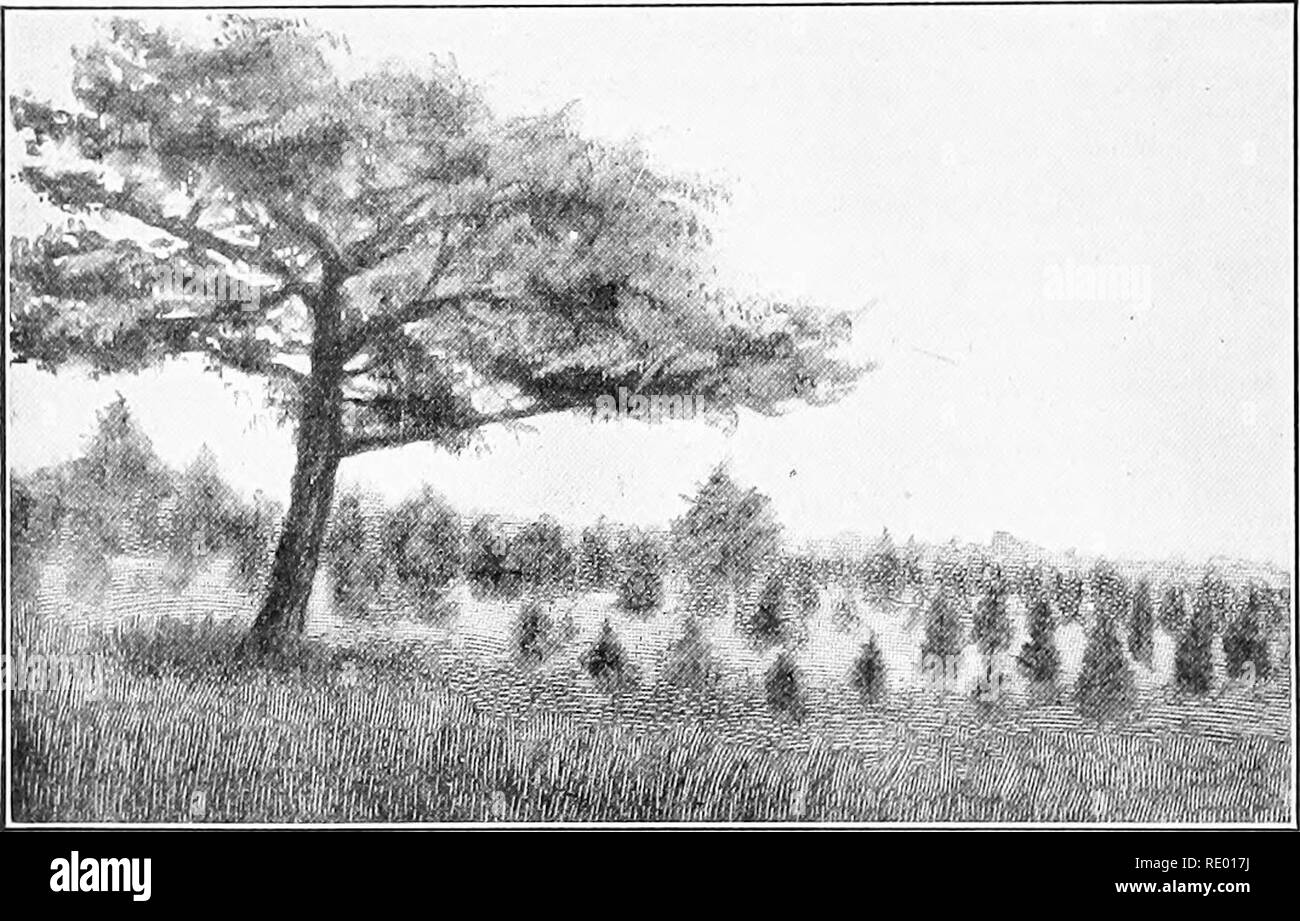 . Grundlagen der Biologie in Probleme. Biologie. 52 OBST UND IHRE VERWENDUNGEN Bildung von Samen. - Jeder Samen wurde als direkte Folge der Befruchtung der Eizelle{im Embryo sac der Eizelle enthalten) gebildet durch eine Samenzelle der Pollen. Samenverbreitung.! - Wenn Sie irgendwelche fallen am Nachmittag in die Felder gehen, eine Stadt, Park, oder sogar ein unbebautes Grundstück, können Sie sich kaum es-Kap sehen, wie Samen, die von der Muttergesellschaft Pflanzen und Bäumen verstreut sind. Mehrere hundert kleine Pflänzchen Bäume können oft im Schatten eines einzigen Ahorn oder Eiche gezählt werden. Aber fast alle diese jungen Bäumen ein Stockfoto