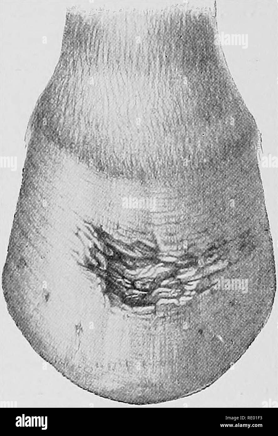 . Krankheiten des Pferdes. Die hufe; Pferde. 240 KRANKHEITEN DER HOESE FUSS bestehen und bleiben als Fortsetzungen der Fall. Zusätzlich zu diesen, kann es hinter einem Hohlraum im Horn von der Wand (siehe Bild links. 109), oder ein Verlust der Horn - die Substanz der Wand, wie in Abbildung dargestellt. 112 oder beschrieben, die unter der Überschrift "Falsch" Viertel. Abb. 112.- Huf mit einem Hohlraum in der Substanz von der Wand nach 'TbEAD', um die COEONBT. Die Behandlung von Arthritis, Sand-Crack, Drückeberger, falschen Viertel, und schäbig-toe, vvill in den Kapiteln zu ihren Überlegungen gewidmet. 2. Chro Stockfoto