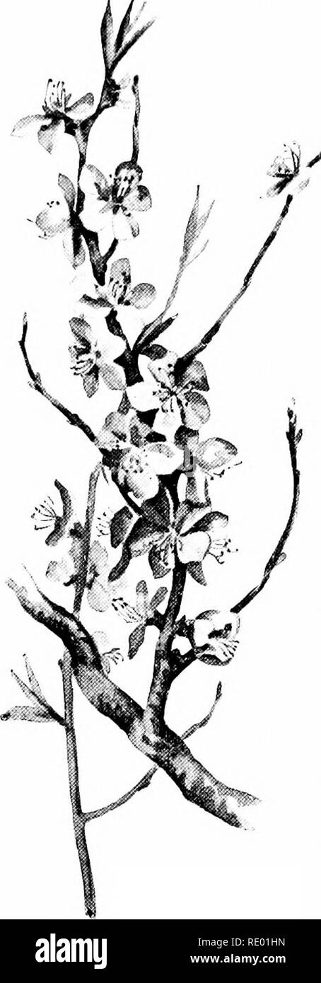 . Unter freiem Himmel, in einem Jahr mit der Natur. Natural History. 80 UNTER FREIEM HIMMEL. In die fleischigen Früchte, drückt er aus diesem grünen Schale und lässt es hinter als Schmachtkorn Grenze über den Punkt, wo der Pfirsich in den Zweig befestigt ist. Aus diesem Grund ist der Pfirsich hat keinen Stern gegenüber dem Stamm, wie der Apple hat, endet aber statt in einem kleinen Punkt, der fast in der allgemeinen Plumpness der Frucht verloren geht. Auch aus diesem Grund fehlt die papery Falls wir einen Kern in der Apple nennen. Wo die APPLE ERHÄLT KERN die Apple, Prägung spät in der Saison, Blätter findet bereits vor. So ist es Stockfoto