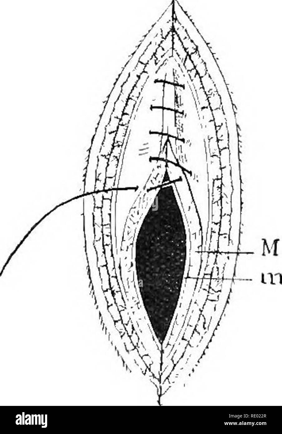 . Erkrankungen von Rindern, Schafen, Ziegen und Schweinen. Veterinärmedizin. 74.0 VERDAUUNGSAPPARAT. der Wunde sollten gemeinsam von Angesicht zu Angesicht gebracht werden, oder Sie können die shghtly invertiert werden, aber die Naht darf nur durch das Bauchfell und muskulös Mäntel Pass, vermeiden die Schleimhäute auftragen. Wenn die Seidenfäden Pass durch die Schleimhaut und in Kontakt mit dem Gas in der oberen Zone des Pansens Sie rajaidly mazeriert werden kommen, und die Nähte reißen, bevor die Wunden heilen können. Der Pansen sollte stets auf die Ab-dominal Wand zum oberen und unteren ex-tremities des Zsi Stockfoto