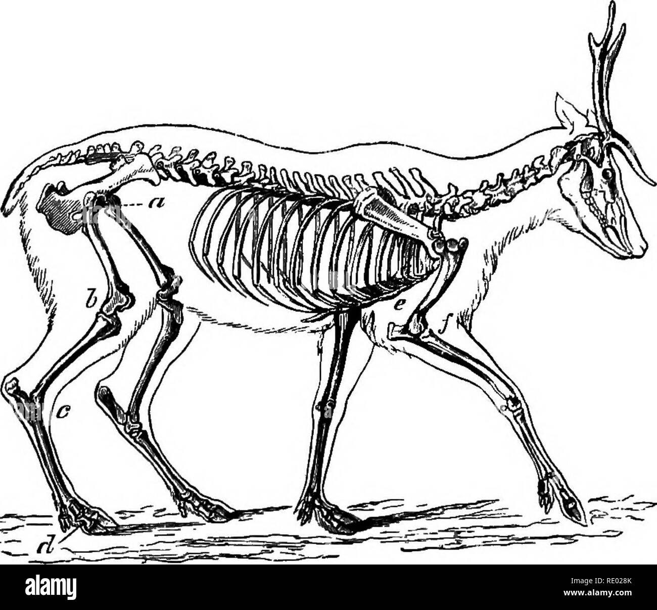 . Ein Lehrbuch der vergleichenden Physiologie für Studierende und Praktiker der vergleichenden (Veterinärwesen) Medizin. Physiologie, Vergleichende. Fortbewegung. 611 Gewebe, für reichlich nourisliment, Wachstum und Reparatur nach In-Jury. Wir finden im Körper der Säugetiere, einschließlich des Menschen, Beispiele für alle drei Arten von Hebel. Es passiert manchmal, dass es eine scheinbare Opfer von Energie, den besten Nutzen nicht vorgelebt; doch bei genauerer Prüfung es gesehen wird, dass das Gewicht muss entweder mit netten Präzision oder über große Entfernungen bewegt werden, und diese Objekte können nicht erreicht werden al-Möglichkeiten durch die Stockfoto