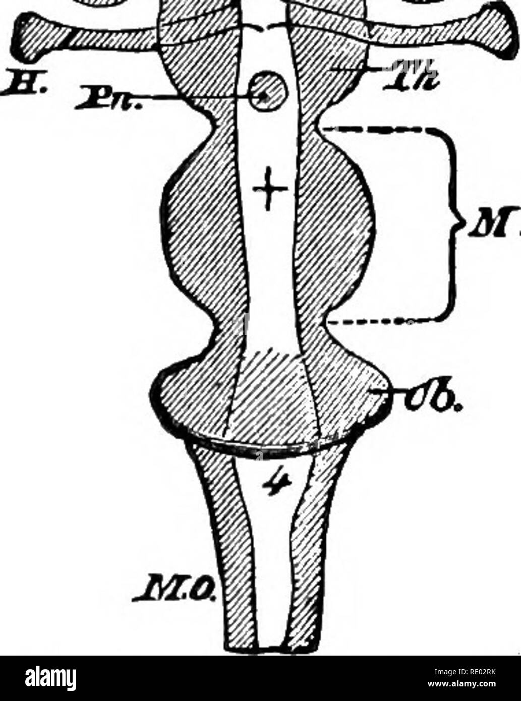 . Der Physiologie der Tiere; ein Lehrbuch für tierärztliche und medizinische Studenten und Praktiker. Physiologie, Vergleichende; Haustiere. DTh,. Erhöhungen (gyri) und Depressionen (sulci), Faltungen und Fissuren, Form, so dass das Gehirn sein charakteristisches Aussehen zu geben, der Grad der externen Kom - Komplexität, die sich in verschiedene Klassen von Tieren. In der Tat, das stärkste Argument für die hohe Bedeutung des Großhirns, und vor allem im Zusammenhang mit den psychischen Funktionen, ist in der fortschreitenden Komplexität der Oberfläche im Übergang von den unteren zu den höheren Ein gesehen Stockfoto