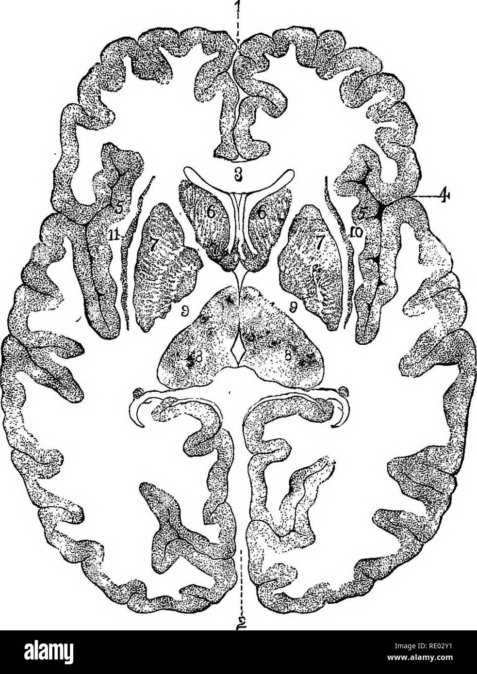 . Ein Lehrbuch der vergleichenden Physiologie für Studierende und Praktiker der vergleichenden (Veterinärwesen) Medizin. Physiologie, Vergleichende. 504 vergleichende Physiologie. Funktionen DER ANDEREN TEILE DES GEHIRNS. Bestimmte Teile des tlie Encephalon sind als die Basalganglien, darunter prominente gesprochen sind das Corpus striatum und die Optik Thalamus. Der Corpus striatum und die Optik Thalamus. - Der Corpus striatum besteht aus mehreren Teilen, die wichtigsten Bereiche, die eine intra-ventrikulärer Teil oder caudate Kern und ein extra - ven - tricular Teil oder linsenförmige Kern.. Abb. 361.- Querschnitt Cere Stockfoto