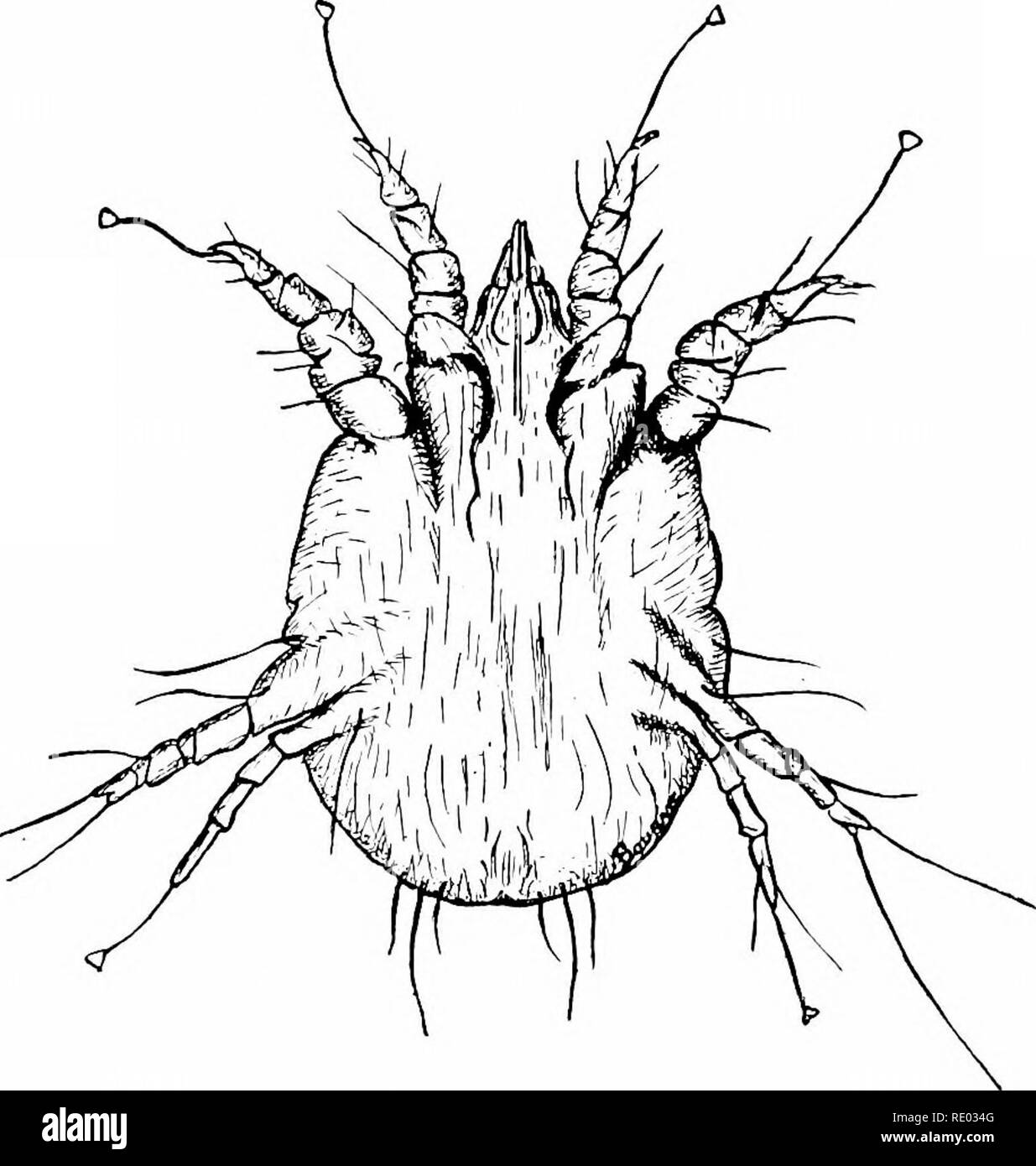 . Ein Lehrbuch der Veterinär Pathologie, für Studenten und Praktiker. Veterinär Pathologie. 82 'ETERINAR - PATJIOLOGY. Dass es übertragen wurde Nachkommen zu tlieir; und war dann ein nat-ural Immunität. Den Widerstand besessen von Hunden die meisten Krankheiten ist ex-plained in ähnlicher Weise tu der Kubaner nicht Widerstand gegen Gelbfieber. Somit muss der Hund stammt von der Schakal und der Wolf, zwei Arten von Tieren, die weitgehend auf der Schlachtkörper von Tieren tot von verschiedenen Krankheiten gelebt haben. Wie die Tiere gefüttert (im tierkörper sie kämpften, so dass jedem anderen impfen, so dass in der beginniniT am wenigsten widerstandsfähig Stockfoto