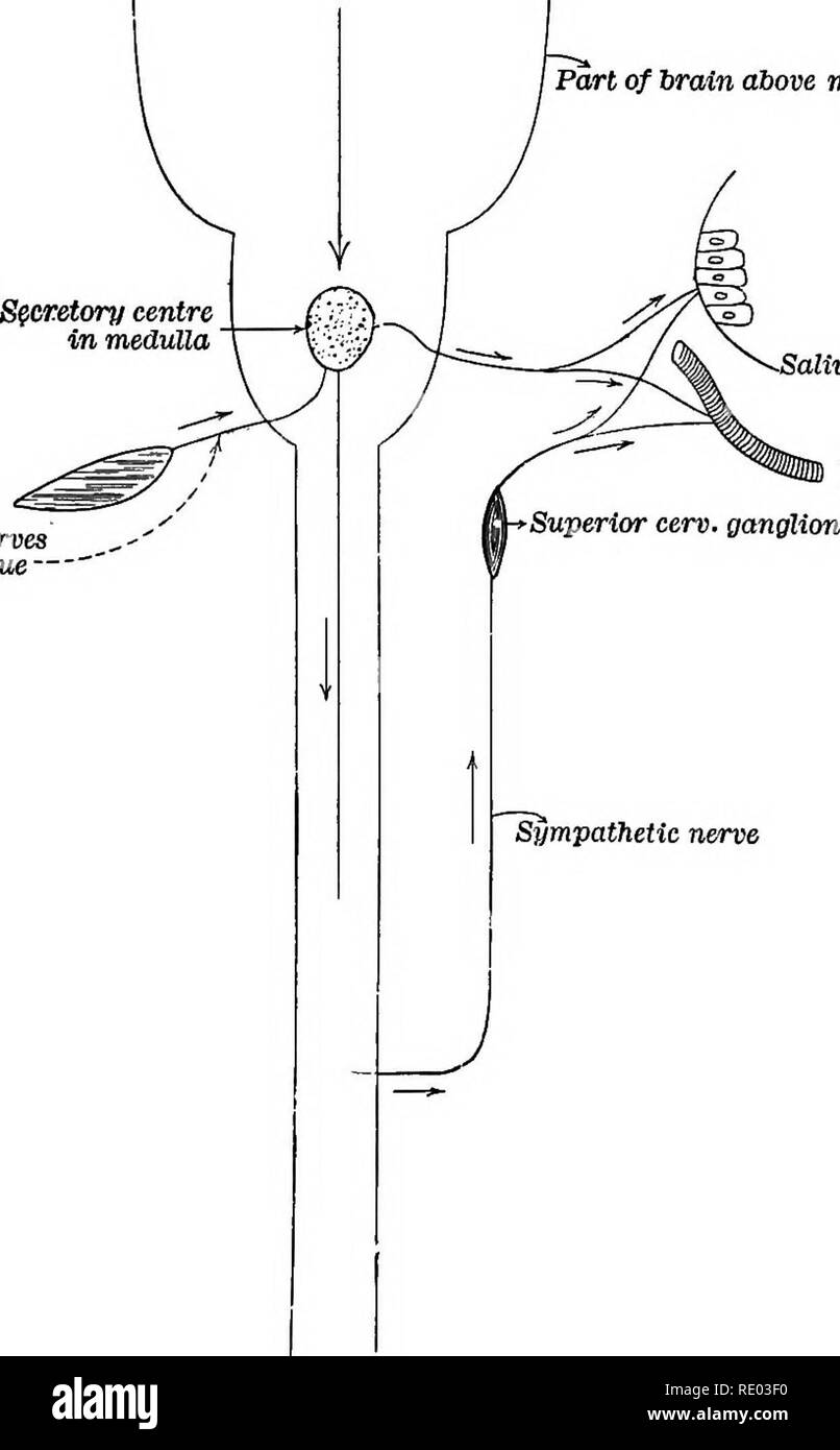 Ein Lehrbuch der vergleichenden Physiologie für Studierende Nerven Verdauung