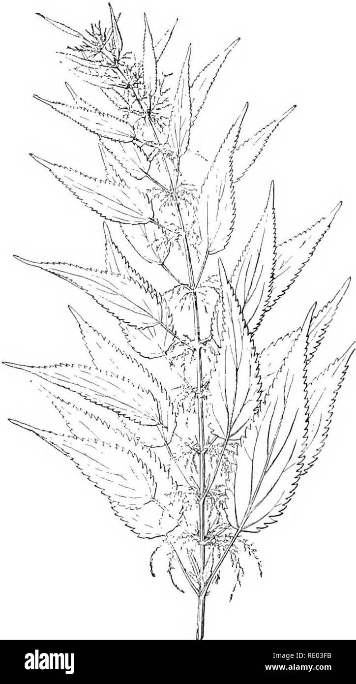 . Erkrankungen von Rindern, Schafen, Ziegen und Schweinen. Veterinärmedizin. Pflanzen POISOXOUS AUF LAGER. 229 UETicACE.?-; (Nettle lamily). * Urtica griech. - Die schlanke Brennnessel umfasst Tausende von Hektar zurückgewonnenen Landes Swamp^ lichi - ein und Wisconsin, das gebildet wird, fast wertlos durch ihr dichtes Wachstum, Pferde refusin - durch Sie zu Multi-kulti-vate den Boden. CHENoroDiACE. T; (gänsefuß Famly). Sarcobatus gveasewood Yermiculatus.-Schwarz, oder Chico, ist ein Zotteligen Strauch, der in stark alkalischen Boden im südwestlichen und westlichen Teile der I'nited States wächst. Ein Korrespondent in New York stat Stockfoto