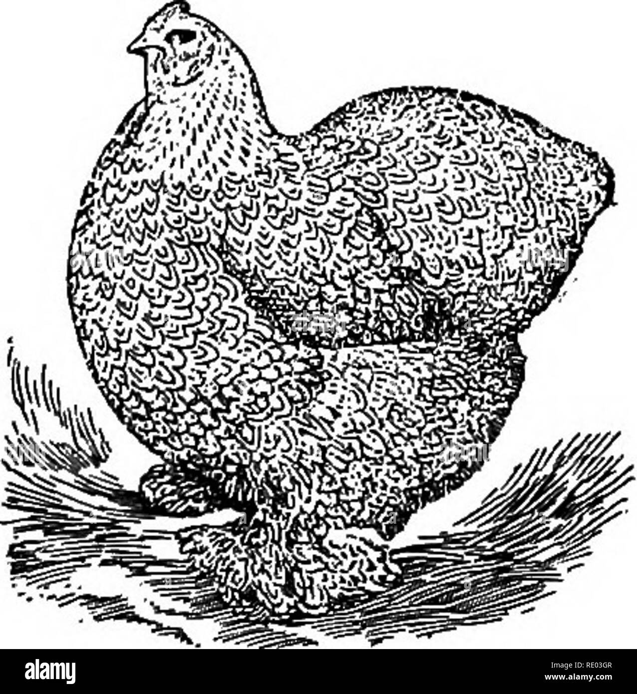 . Die Natur und die Landwirtschaft. Natur Studie; Landwirtschaft. Paar Licht Brahmas suche Hühner, Einrichtung eine gute Menge von ausgezeichneten Fleisch; aber sie haben nicht so viele Eier produzieren als die anderen Klassen. Sie haben eine ruhige Disposition, Bär Einschluss gut und sind gute sitters. Ihre Kämme und Kehllappen sind klein oder mittelgroß, und ihre Schäfte sind gut mit Federn bedeckt. Sie können daher strenge Kälte besser als das Ei und der allgemeine Zweck Rassen ertragen. Das Brahmas, die cochins, die Longshans sind Fleisch Rassen, die ersten zwei sind die wichtigsten. Das Brahmas besitzen die Ch Stockfoto