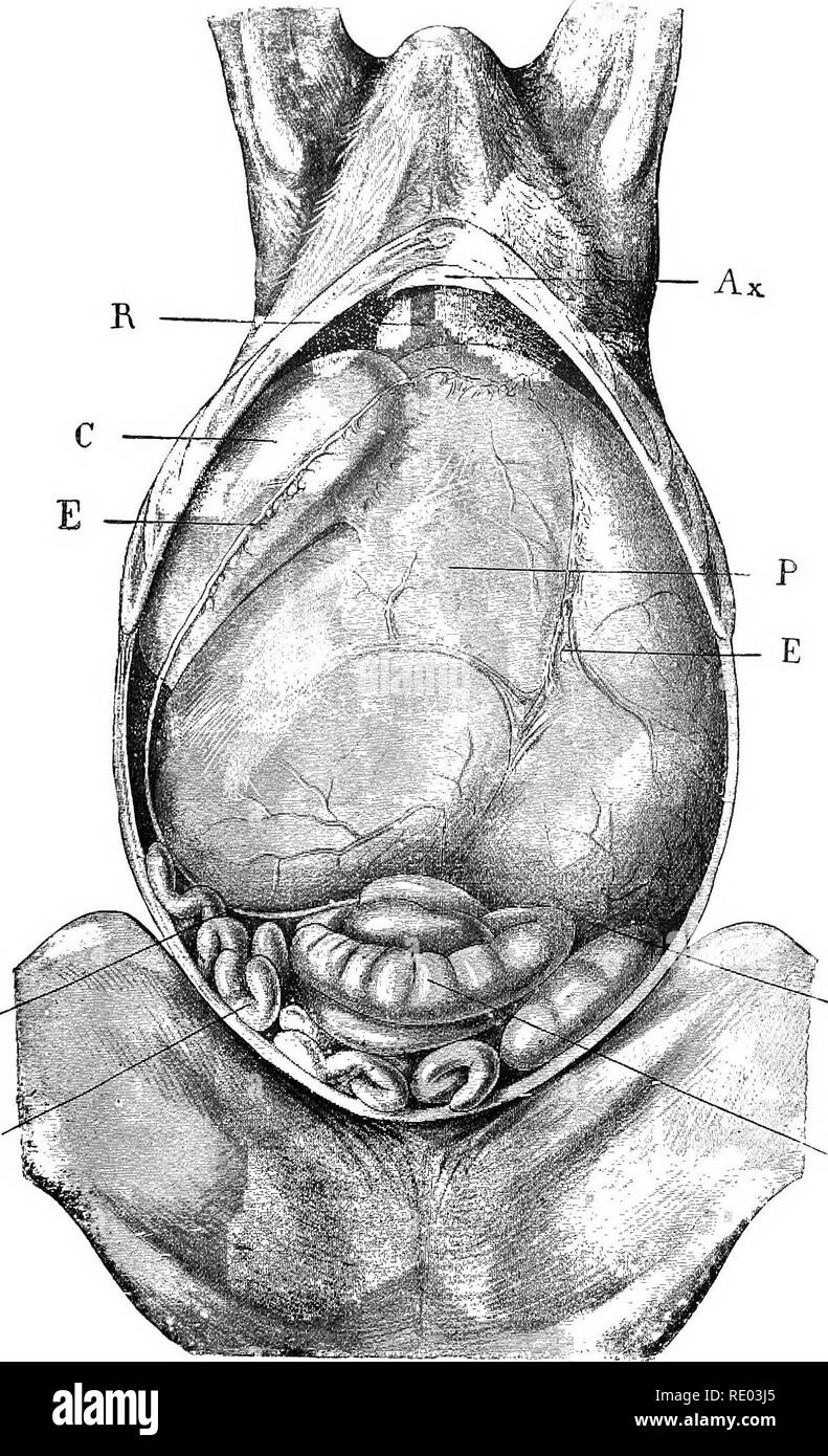 Erkrankungen Von Rindern Schafen Ziegen Und Schweinen Veterinarmedizin Semiologie Der Pigestive Arparatus 115 Vcd G