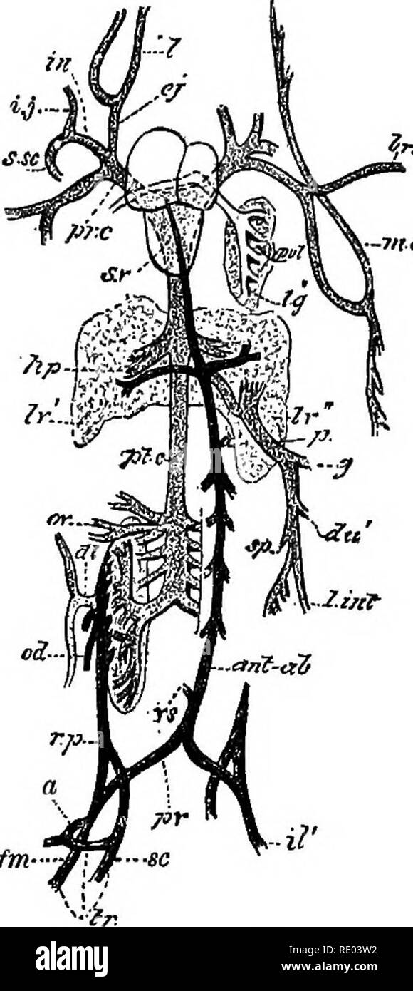 . Ein Lehrbuch der vergleichenden Physiologie für Studierende und Praktiker der vergleichenden (Veterinärwesen) Medizin. Physiologie, Vergleichende. Abb. 210. Abb. 211. Abb. 210.- Die arterielle tmnks und ihre wichtigsten Zweige in der Frosch (Sana esculenta). 1 X IJ. (Howes.) Ich, mehrsprachiges Schiff; c. c, A. carotis communis; s. cu^ Pulmo - cataneous Arterie; c. gl, halsschlagader Drüse; au', klicken Sie mit der rechten Ohrmuschel; au' linken Ohrmuschel; v, Ven-Tricle; tr, a, Truncus arteriosus; Pul", pulmonale; Ig, linke Lunge; ao, links Aortenbogen; Br, brachial; cUj kutane; d.ao, Aorta dorsalis; ca, cceliaco - Mesenterica; ck', ccfiliac; hv, hepatische Schiffe Stockfoto