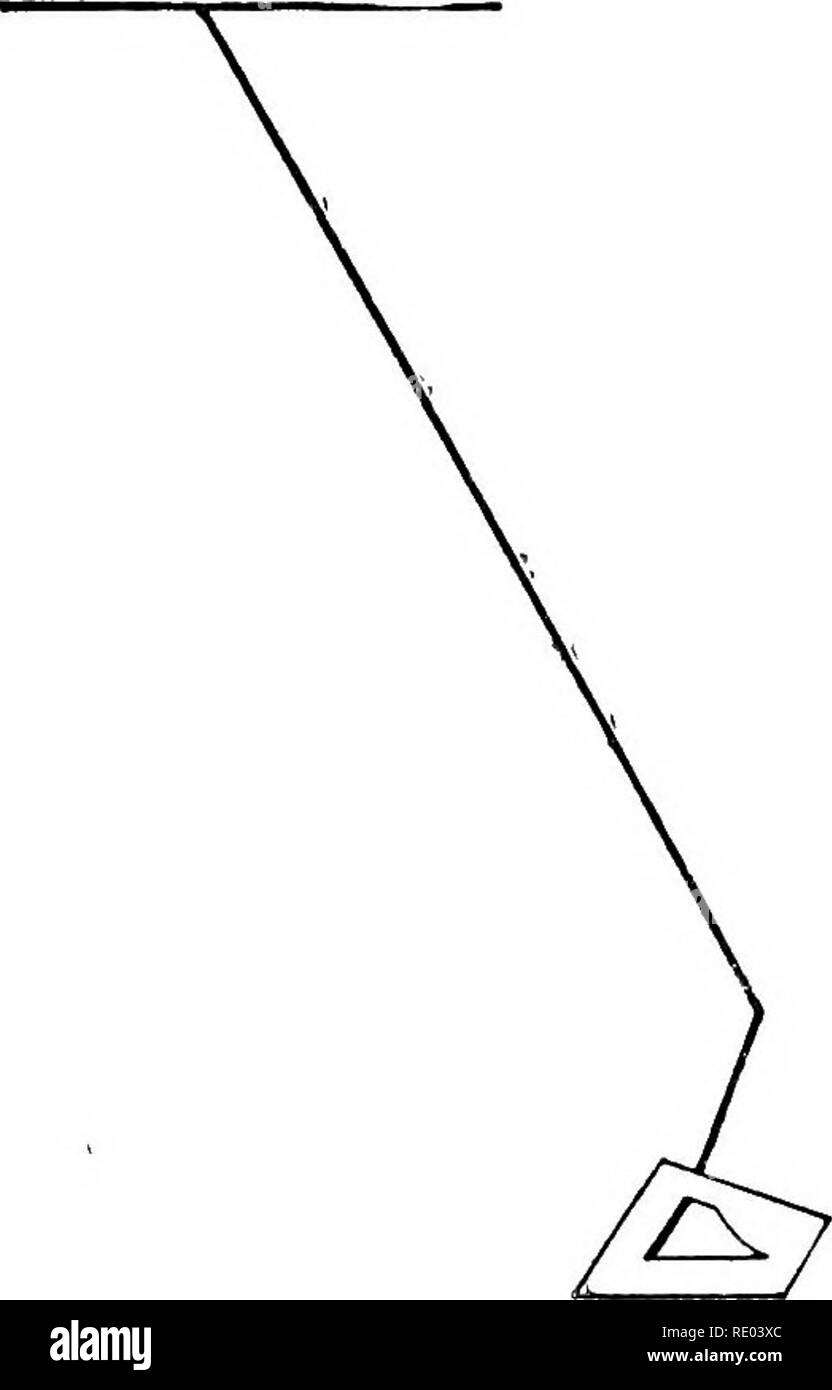 . Vorträge über die Prüfung der Pferde, Solidität ... mit einem Anhang über das Recht der Pferde und Garantie. Pferde. Die solidität. 47 Die Linie Der Kronsaum hat eine konstante Tendenz, mehr horizontale zu werden, oder, mit anderen Worten, unsere untere Winkel hat eine Tendenz größer zu werden. Dies wird durch die schnelleren Wachstum der Hufe auf den Fersen erfolgt als an den Zehen. Lange fesseln,, hohe Absätze, und lange Zehen, sind, Gewicht, von ^ Pferd.. Abb. 2.-Unfälle der gleiche Zustand, und die Seite geben Blick auf den Fuß ein dreieckiges Erscheinungsbild. {Siehe Abb. i,'.) Gut gemachte vordermittelfuss von angemessener Länge sind nicht zu Stockfoto