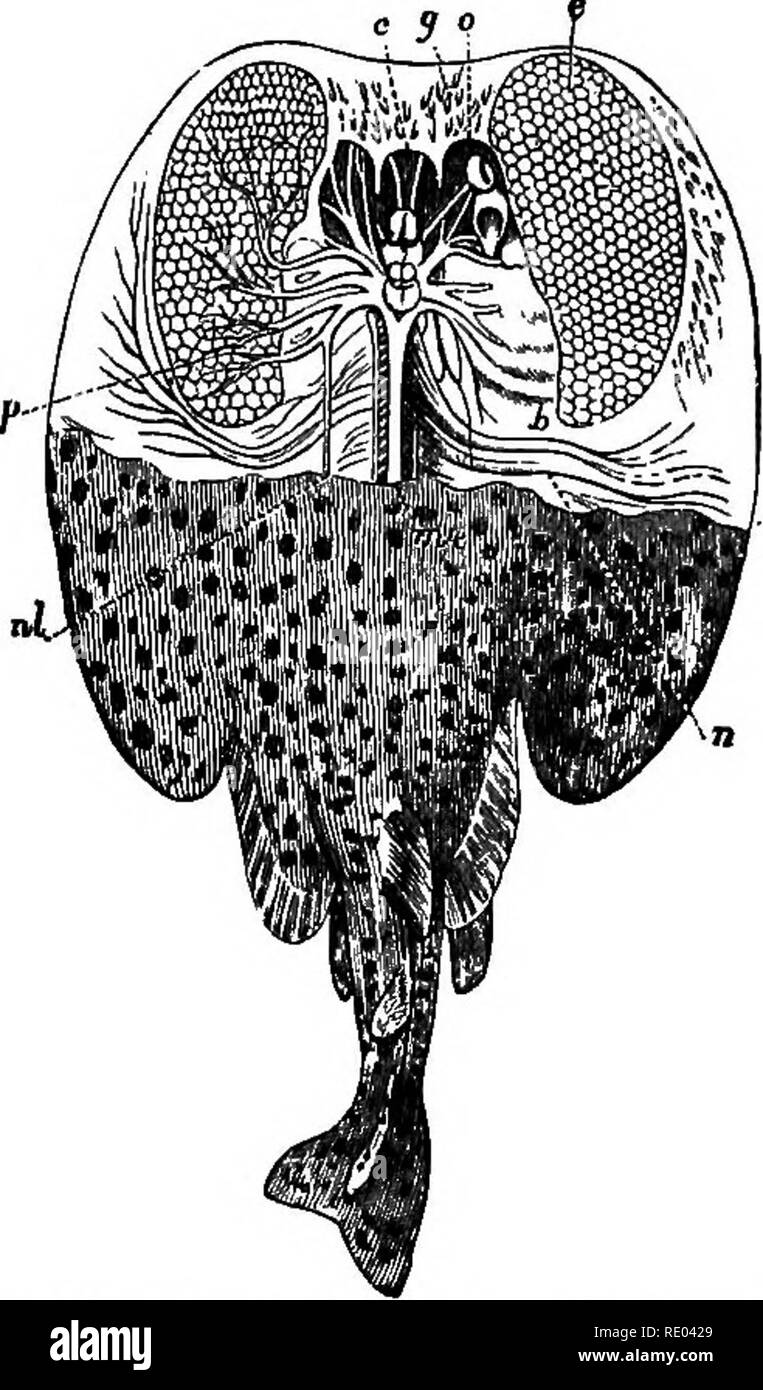 . Ein Lehrbuch der vergleichenden Physiologie für Studierende und Praktiker der vergleichenden (Veterinärwesen) Medizin. Physiologie, Vergleichende. 198 vergleichende PHYSIOLOaY. Die ganze heing sehr suggestiv einer galvanischen Batterie) ähnelt ein Muskel - nerv Vorbereitung oder den Gegenwert in der normalen Körper. Die elektrische Organe Erfahrung Ermüdung; eine latente Periode haben; Ihre dis-kostenlos Tetanische (unterbrochen); wird durch mechanische, ther-mal, oder elektrische Reize aufgeregt; und die Wirksamkeit der Organe wird durch die Erhöhung der Temperatur erhöht, und umgekehrt durch Kühlung usw. MUSKELARBEIT. Wenn d Stockfoto