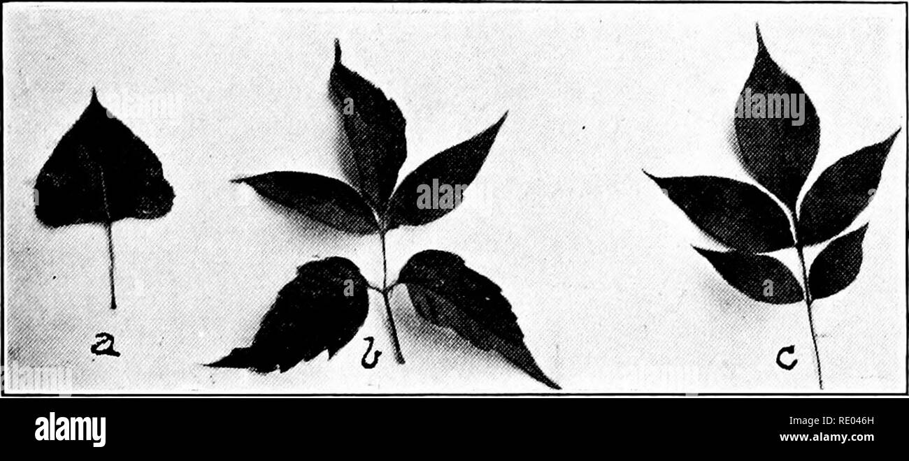 . Die Natur und die Landwirtschaft. Natur Studie; Landwirtschaft. Bäume und Sträucher III Namen aus der Flaum der weissen Härchen, die ihre Samen. Viele Kritiker halten es und die Box Elder die wertvollsten Bäume der Dakotas und angrenzenden Gebiet. Sie wachsen schnell und werden mehr Missbrauch und Vernachlässigung als jede andere Arten überleben. Der cottonwood ist ein vergleichsweise kurzer Dauer Baum. Wir pflanzen Sie für schnelle Ergebnisse, und wir sollten gleichzeitig die dauerhaftere Bäume, kann schließlich seinen Platz einnehmen. Die Box Elder gehört zu den Ahorn Familie und ist oft der ash-leaved Maple genannt. Seine große Va Stockfoto
