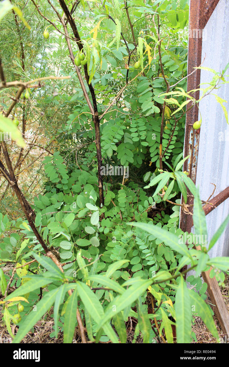 Robinie - Robinia pseudoacacia Stockfoto