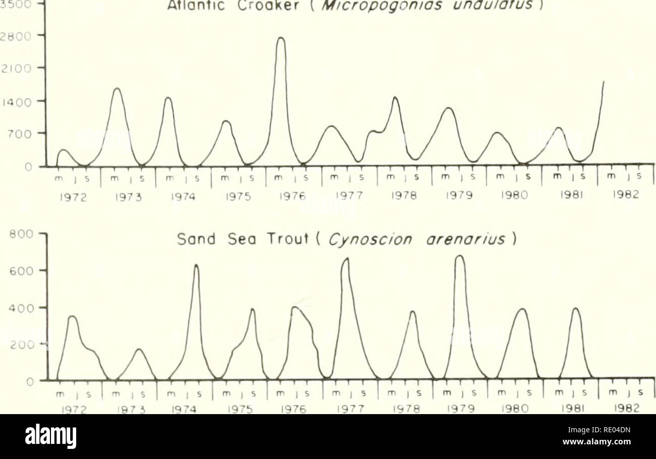 . Die Ökologie der Apalachicola Bay System: ein Ästuar- Profil. Mündungs- Ökologie - Florida Apalachicola Bucht; Mündungs- Bereich Erhaltung - Florida. Atlontic Croaker (Micropogonias undulolus). aoo Z2 0 24 0 16 0 - Spot (Leiostomus Xanthurus) 979 1980 1981 1982 Untere Wasser Temperoture - 1 - m - I - I I I 97 J 1974 075 im7p 1977, 9?e 1979 I 98 C 1981 Oberfläche Wasser Salzgehalt. Bitte beachten Sie, dass diese Bilder sind von der gescannten Seite Bilder, die digital für die Lesbarkeit verbessert haben mögen - Färbung und Aussehen dieser Abbildungen können nicht perfekt dem Original ähneln. extrahiert. Li Stockfoto