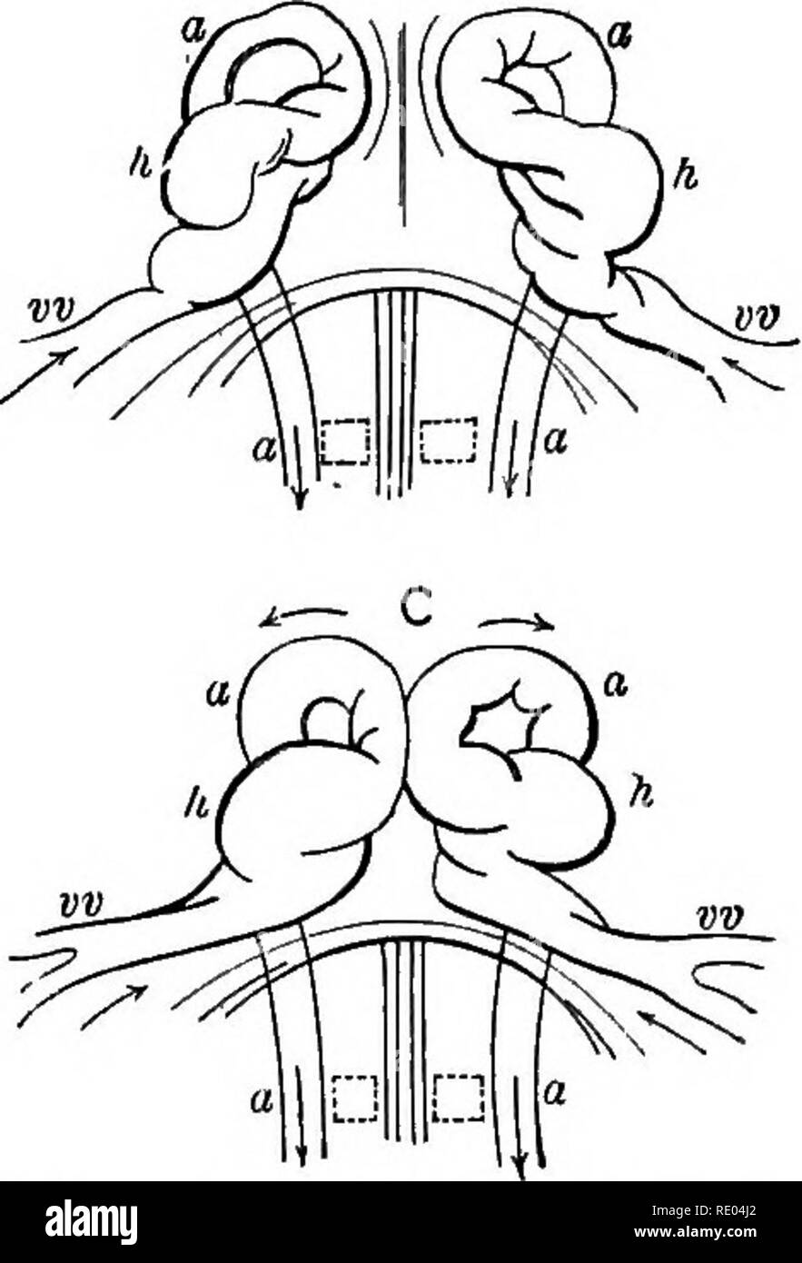 . Ein Lehrbuch der vergleichenden Physiologie für Studierende und Praktiker der vergleichenden (Veterinärwesen) Medizin. Physiologie, Vergleichende. Abb. 104.- Diagramm, welches unter der Oberfläche eines Embryos Kaninchen von neun Tage tliree Stunden alt^ illustriert die Entwicklung des Herzens (nach allen Thomson). und. Ein, mit Blick auf die ganzen Embryo; B, einer erweiterten Überblick über das Herz eines; C, später für die Entwicklung der B; hh, ununited Herz; oo, aortee; m, vitillme Venen. splanchnopleure, und so liegt innerhalb der Lungenseuche peritonealen cav-keit und wird aus dem Mesoderm abgeleitet. Am Anfang das Herz a besteht Stockfoto