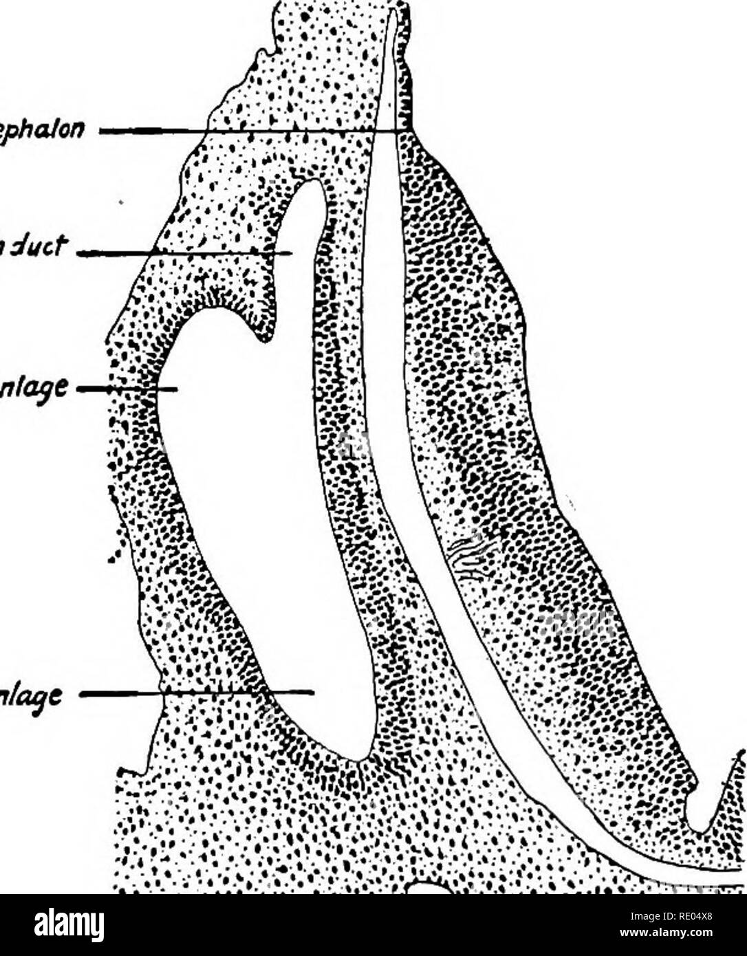 . Ein Labor Hand- und Lehrbuch der Embryologie. Embryologie. Entwicklung der SINNESORGANE 383 WW/von myetencephaton cndotymptt Kanal vestibulären, Leitung entspricht der selachier Fische, die nach außen offen bleibt. In Mann, sein Rücken Extremitäten ist geschlossen und Dilatierten des endolymphatischen Sacks (Abb. zu bilden. 366 e). Die Differenzierung der auditorischen Vesikel wurde durch Seine, Jr. beschrieben und vor kurzem von Streeter (Amer. Jour. Anat., Bd. 6, 1906). In einem em bryo von ca. 7 mm. Die Blasen hat längliche, engeren ventralen Prozess con-stituting die Anlage des cochlear Kanal (F Stockfoto