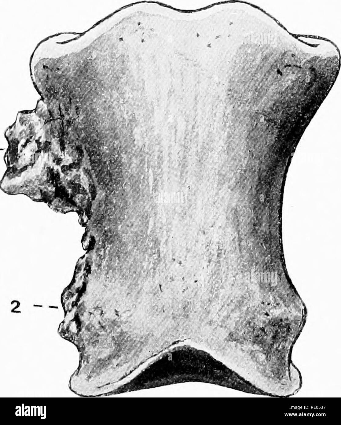 . Die chirurgische Anatomie des Pferdes... Pferde. I-. Platte XVII-Os und Os Suffraginis Corona 1. Vordere Oberfläche der großen metacarpal Bone. 2. Minderwertig Gelenk Oberfläche von dito. 3. Rougli - ened Bereich für attactiment der lateralen Bänder der Fessel. 4. Anterioren Fläche von suffraginis. 5 und 7. Bereiche für die Befestigung der seitlichen Bänder der Vordermittelfuß. 6. Anterioren Fläche von Corona. 8. Bereich für die Anbringung des seitlichen Bänder des Pedals. 9. Minderwertig Gelenk Oberfläche von Corona;. Der OS exostoses suffraginis angezeigt (so genannte False ringbones) an den Befestigungen der seitlichen Bänder von {i) Stockfoto