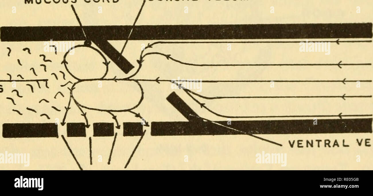 . Die Ökologie und die Lebensgeschichte der Grasfrosch (Rana temporaria Temporaria). Rana temporaria. Zunge VENTRALEN VELUM Abb. 17. Sagittalschnitt einer Kaulquappe von R. Temporaria. Die Strukturen von Bedeutung in der Fütterung SCHLEIMHÄUTE NETZKABEL DORSALE GAUMENSEGEL ESSEN Partikel. VENTRA: lum GILL SCHLUPFWINKELN Abb. 18. Schematische Ansicht der Mundhöhle und des Rachens einer Kaulquappe, die den Weg durch das Wasser genommen und sterben Strukturen von Bedeutung in der Fütterung in R. temporaria und in B. hufo. Ich habe sie in diese Arten und auch gesehen in Bombina variegata, und mehrere Arten von Microhyhdae. Dies ist wie eine Reihe von Anuran f Stockfoto