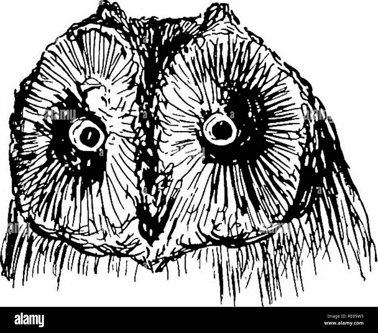 . Ein text-Buch für landwirtschaftliche Zoologie. Zoologie, Landwirtschaftliche; Zoologie, Wirtschaftliche. 384 BRITISCHE BIEDS. Der junge Kuckuck wächst schnell, und bald stellt sich heraus, dass die Ordnungsgemäße Insassen des Nest, durch eine Buchse auf der Rückseite, die dann wächst, beginnend über das Ende der zweiten Woche nach der Geburt zu verschwinden. Die Nahrung besteht hauptsächlich aus Insekten, die pflegemutter wird emsig bei der Arbeit gehalten, als der junge cuckop Ravenous ist. Haarige Raupen des lakai - Moth, Tiger-moth, &Amp; C., sind vor allem die jungen Vogel. Es ist eine weit verbreitete Vogel, in Indien und Afrika gefunden und Stockfoto