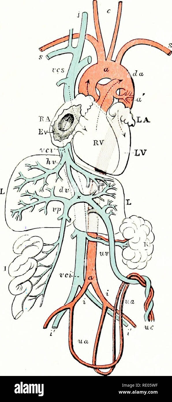 . Ein Labor Hand- und Lehrbuch der Embryologie. Embryologie. Fetale ZIRKULATION 285 durch die Leber Sinusoiden und Lebervene und wird erneut mit dem venösen Blut vermischt. In den rechten Vorhof es vermischt sich mit dem venösen Blut, die den Vorhof über die Vena cava superior tritt mehr oder weniger. Vom rechten Vorhof das Blut kann zwei Wege zu gehen. Die aus der Vena cava inferior gesagt wird durch das Ventil der Vene durch das Foramen ovale in den linken Vorhof, die vor der Geburt, erhält wenig venöse Blut aus der Lunge zu richten. Das venöse Blut des Bol-rior Vena cava, somew Stockfoto
