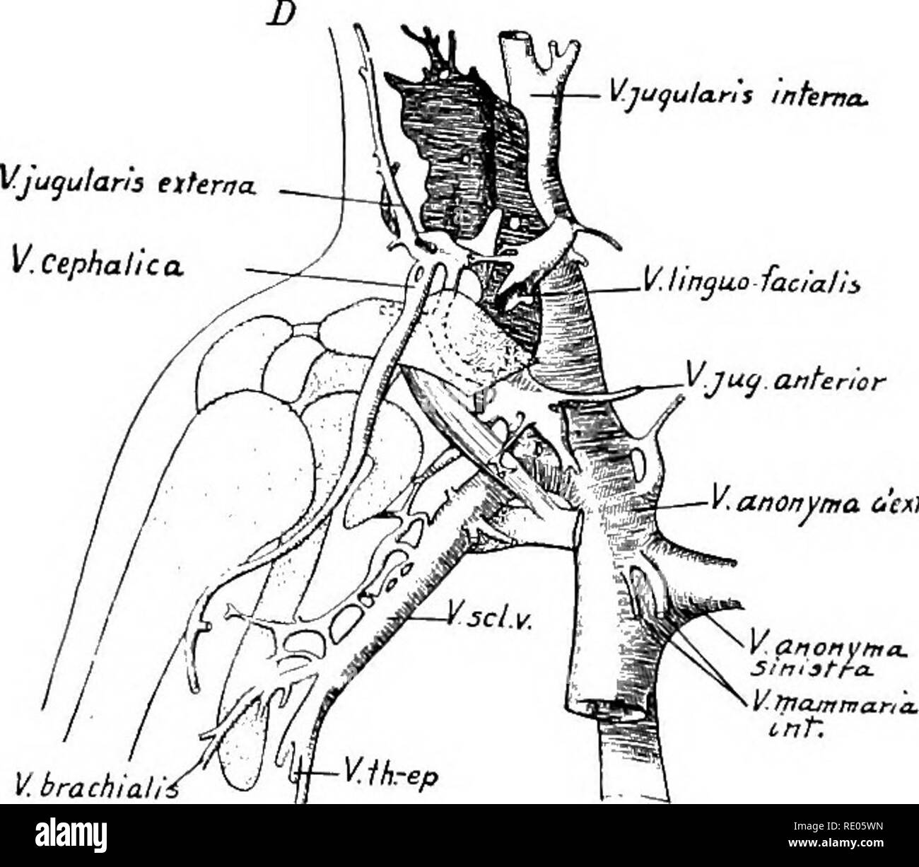 . Ein Labor Hand- und Lehrbuch der Embryologie. Embryologie. anonynta d'extra. Abb. 277.- Vier Rekonstruktionen der Venen der rechten Arm (nach F. T. Lewis). A, 10 mm. Embryo; B, 11,5 mm. Embryo; C, 15 mm. Embryo; D, 22,8 mm. Embryo. Fetale Zirkulation während des fetalen Lebens der plazentaren Blut in der Embryo durch die großen Vena umbilicalis und wird in der Leber (Abb. vermittelt. 278). Es vermischt sich mit dem kleine Menge venöses Blut in die Leber durch die pfortader gebracht. Es ist entweder direkt in die Vena cava inferior durchgeführt, durch den Ductus venosus, oder indirekt. Bitte beachten Sie, tha Stockfoto