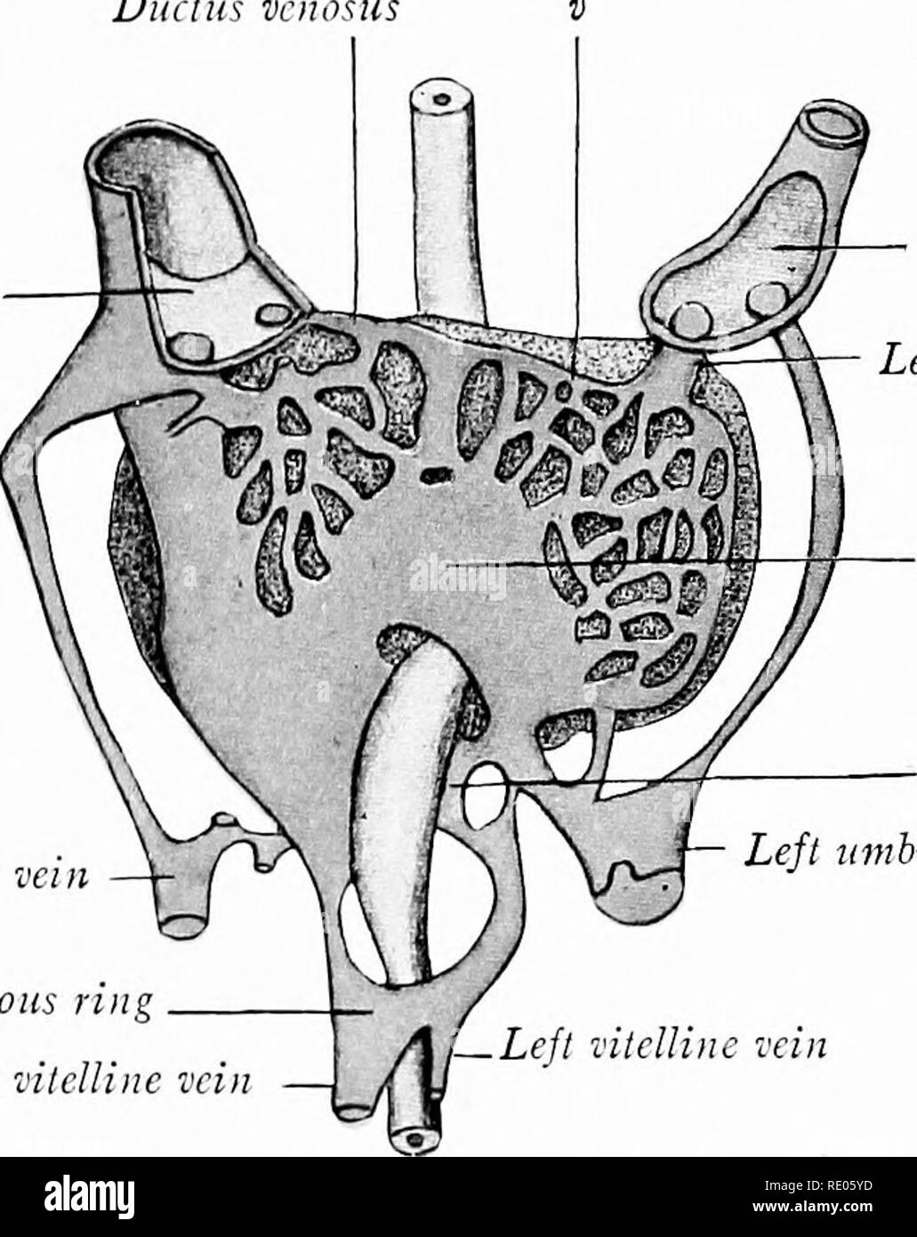 . Ein Labor Hand- und Lehrbuch der Embryologie. Embryologie. Entwicklung der Venen 277 und dem Endothel der vitelline Venen. Als Ergebnis, diese Adern Form in der Leber ein Netzwerk von sinusoiden (Abb. 271), und jeder ist in einem distalen Teil, die aus dem Eigelb Pässe - sac zur Leber geteilt und in einer proximalen portionwhich trägt Blut aus der Leber sinusoiden der Sinus venosus. Der proximalen Teil des linken vitelline Vene bald ist weitgehend in den sinusoiden der Leber und Verschiebungen der Blutfluss in die richtige Horn des Sinus venosus absorbiert. In der Zwischenzeit ist der Leber Stockfoto